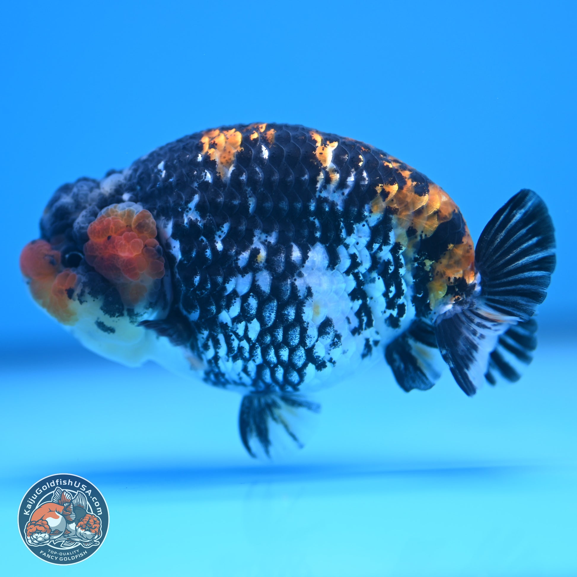 White Tiger Ranchu 3.75 inches Body - Male (241227_RC08) - Kaiju Goldfish USA