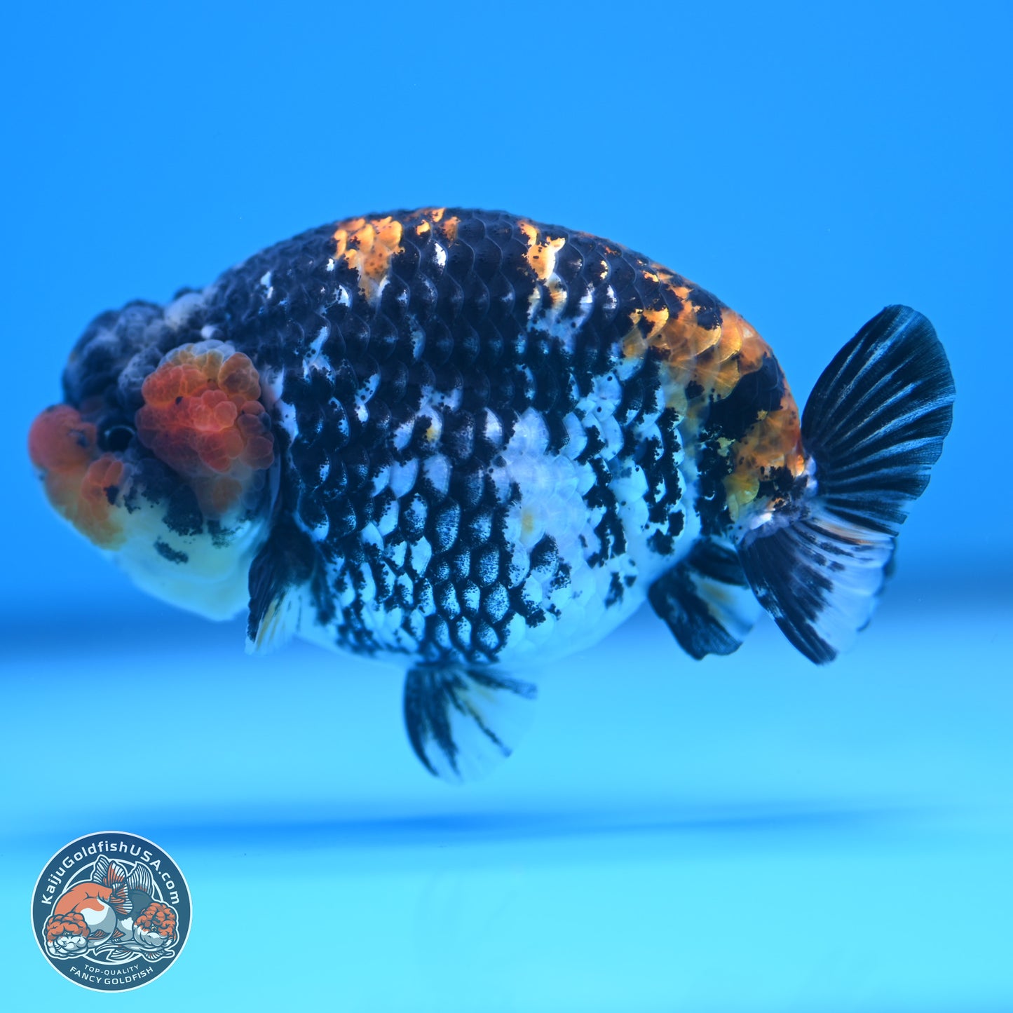 White Tiger Ranchu 3.75 inches Body - Male (241227_RC08) - Kaiju Goldfish USA