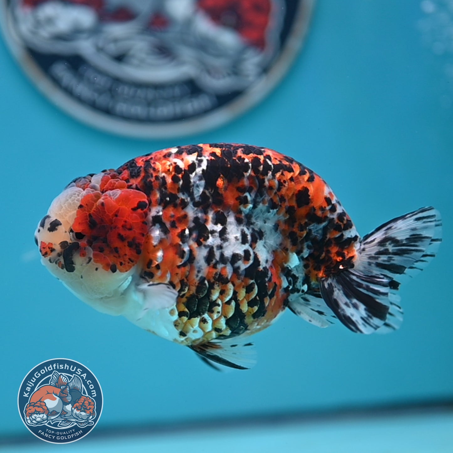 Tricolor Ranchu 4.5 inches Body (250502_RC08)