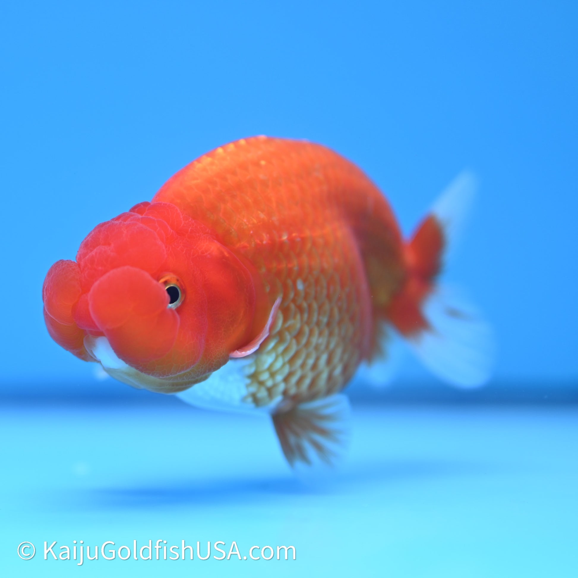 Red White Buffalo Ranchu 4in Body (240621_RC08) - Please Read Description - Kaiju Goldfish USA