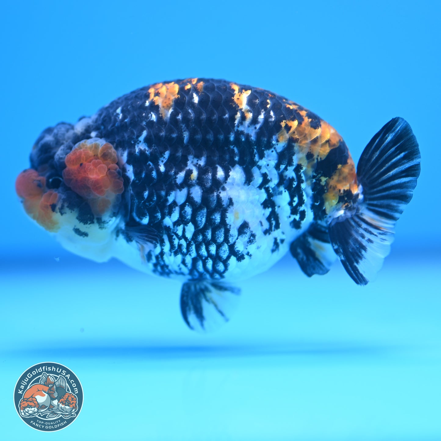 White Tiger Ranchu 3.75 inches Body - Male (241227_RC08) - Kaiju Goldfish USA