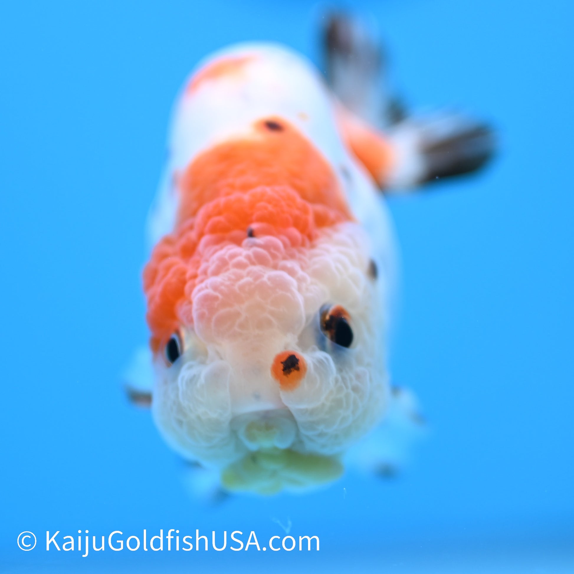 Tricolor Sakura Ranchu 3.5-4 inches (240301_RC08) - Kaiju Goldfish USA