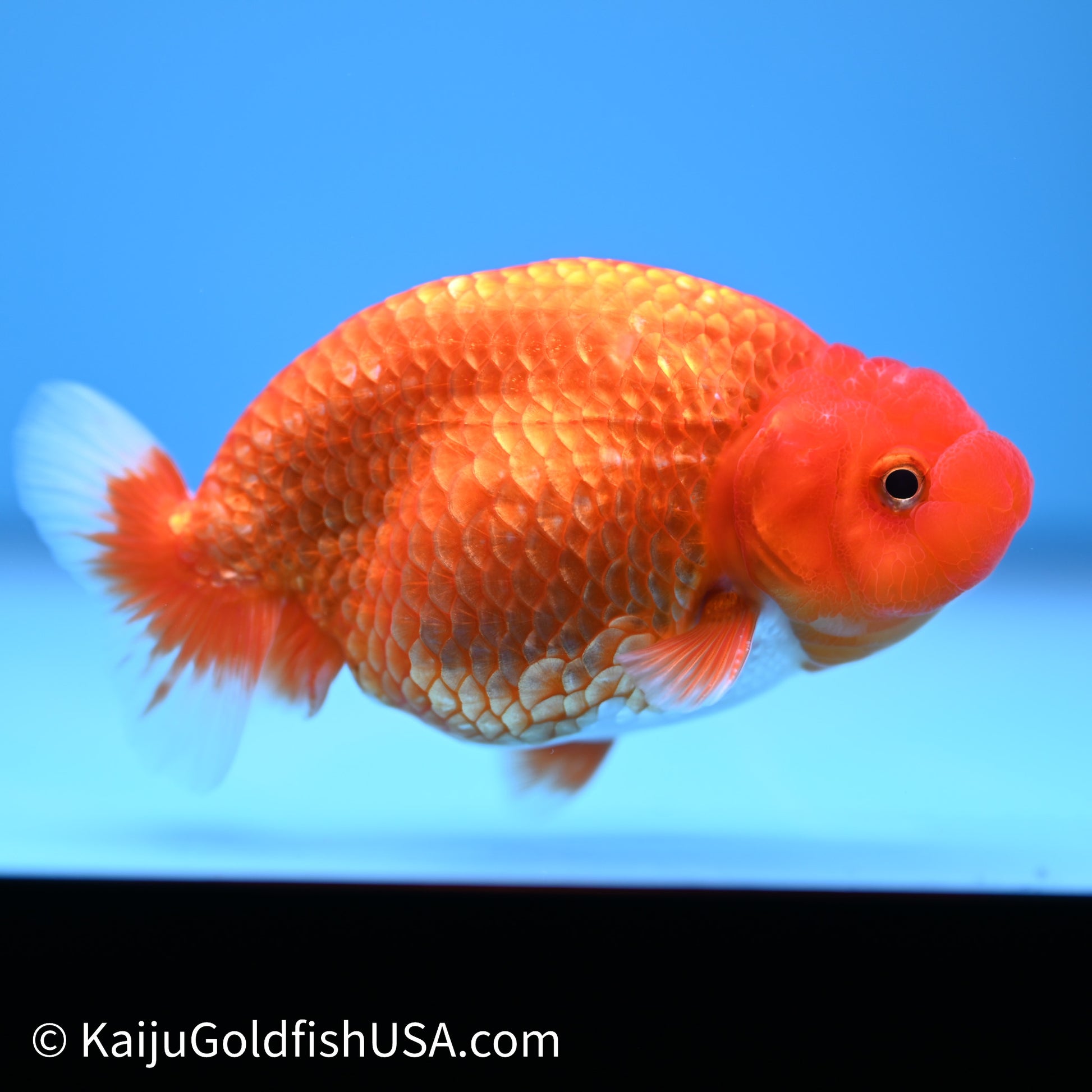 Red White Buffalo Ranchu 4in Body (240621_RC08) - Please Read Description - Kaiju Goldfish USA