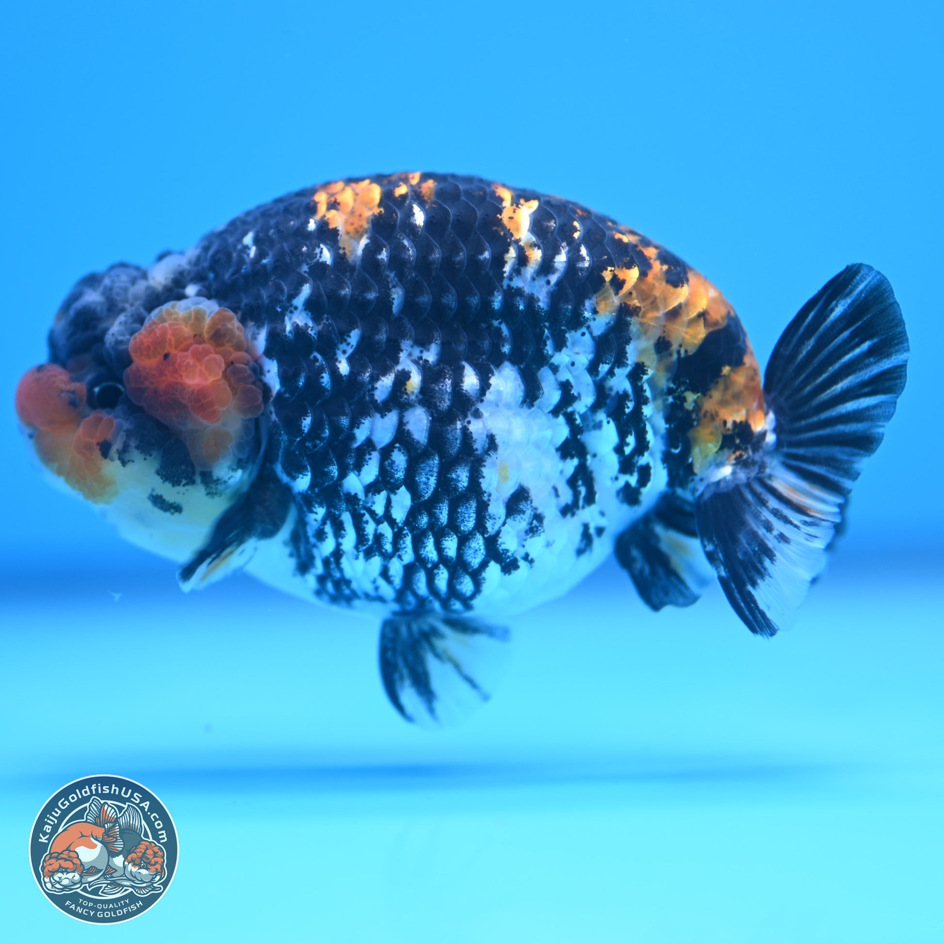 White Tiger Ranchu 3.75 inches Body - Male (241227_RC08) - Kaiju Goldfish USA