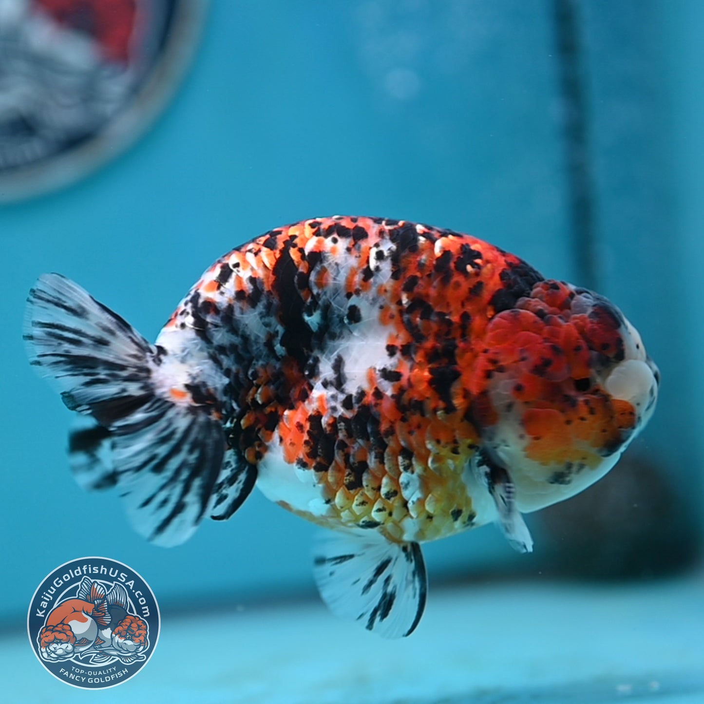 Tricolor Ranchu 4.5 inches Body (250502_RC08)