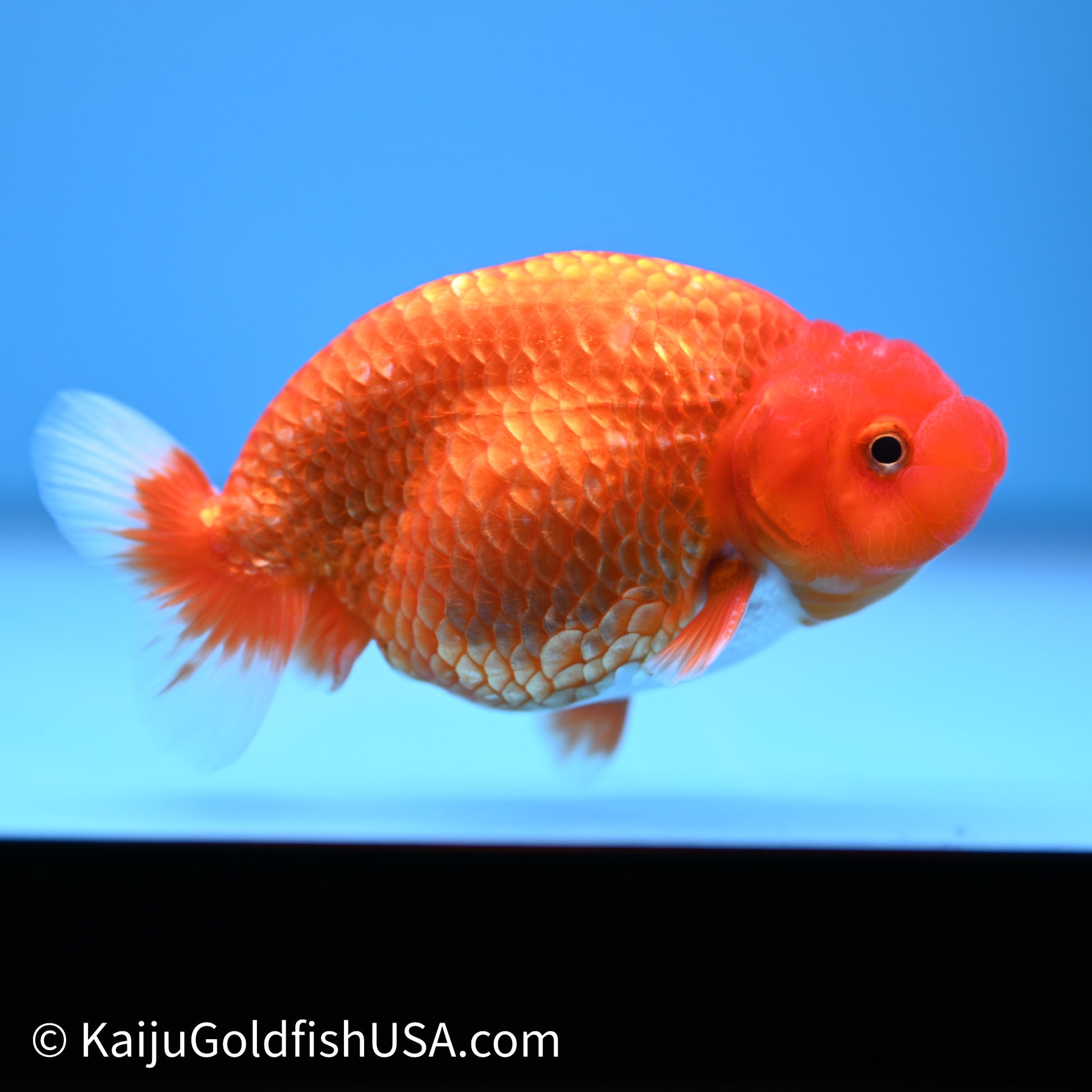 Red White Buffalo Ranchu 4in Body (240621_RC08) - Please Read Description - Kaiju Goldfish USA