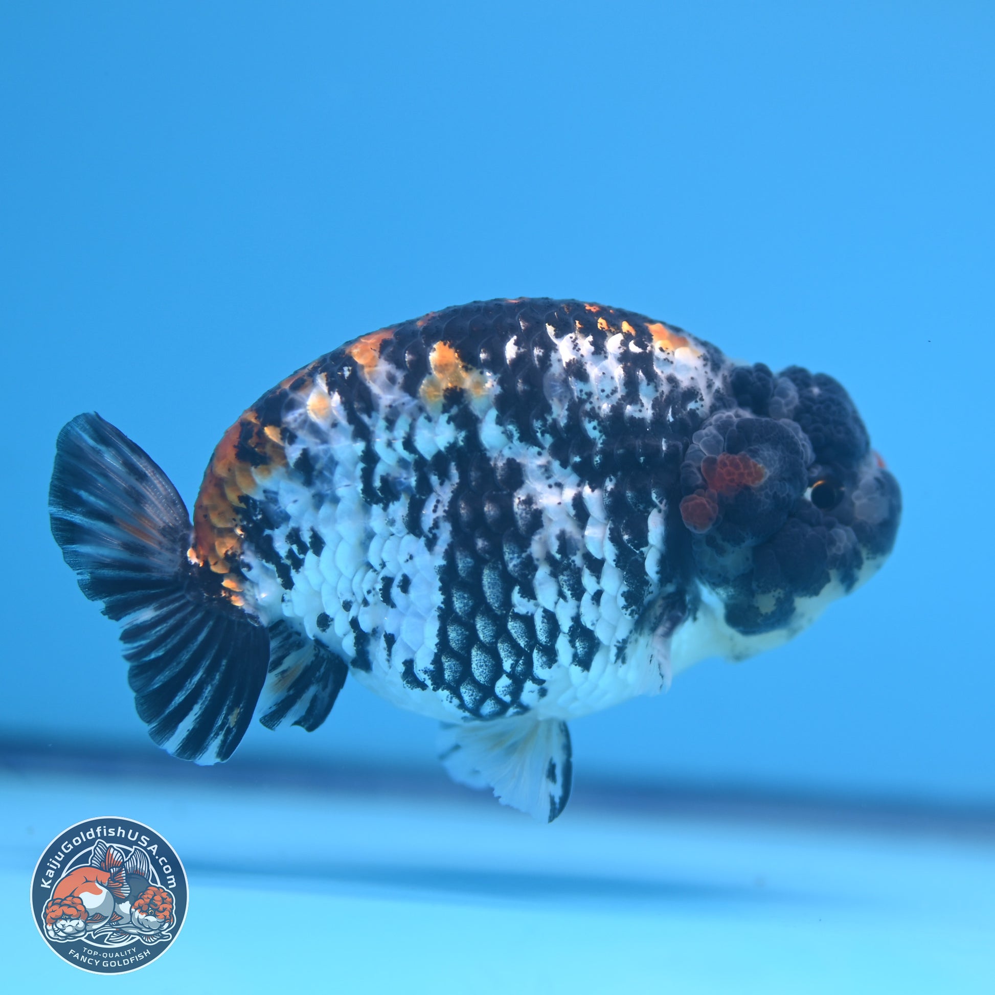 White Tiger Ranchu 3.75 inches Body - Male (241227_RC08) - Kaiju Goldfish USA