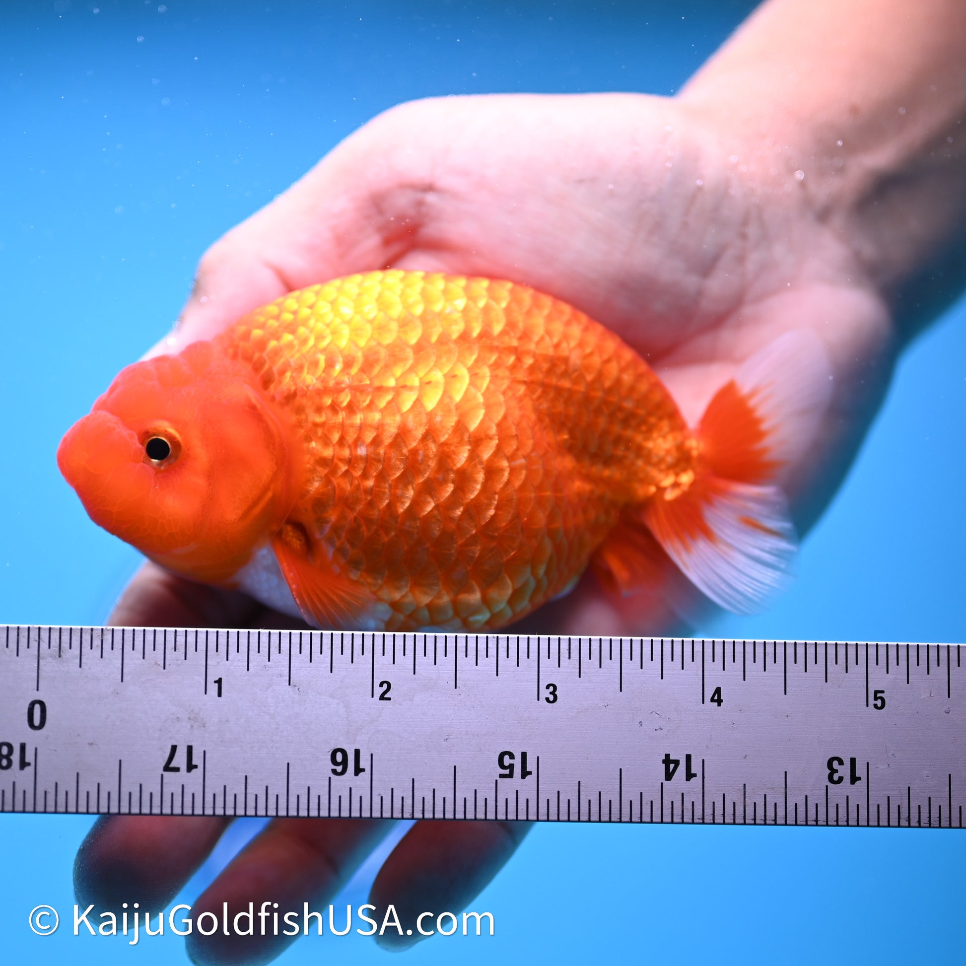 Red White Buffalo Ranchu 4in Body (240621_RC08) - Please Read Description - Kaiju Goldfish USA