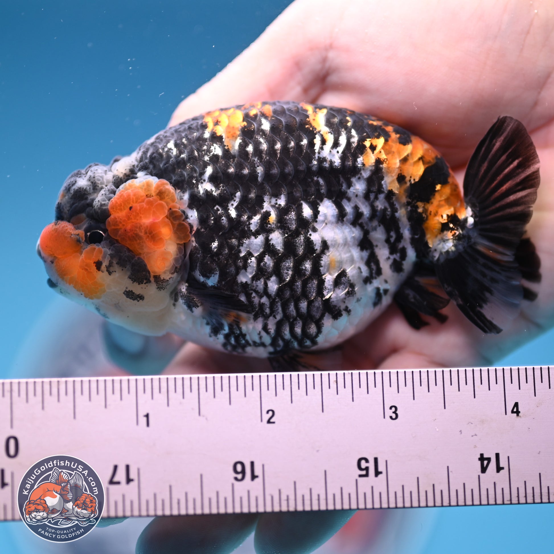 White Tiger Ranchu 3.75 inches Body - Male (241227_RC08) - Kaiju Goldfish USA