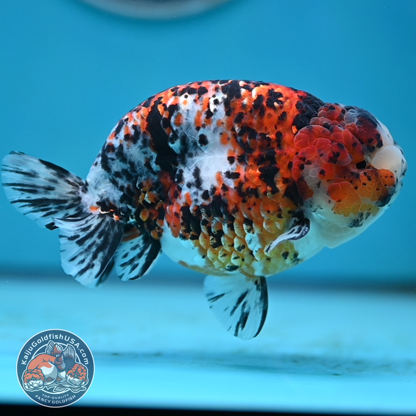 Tricolor Ranchu 4.5 inches Body (250502_RC08)