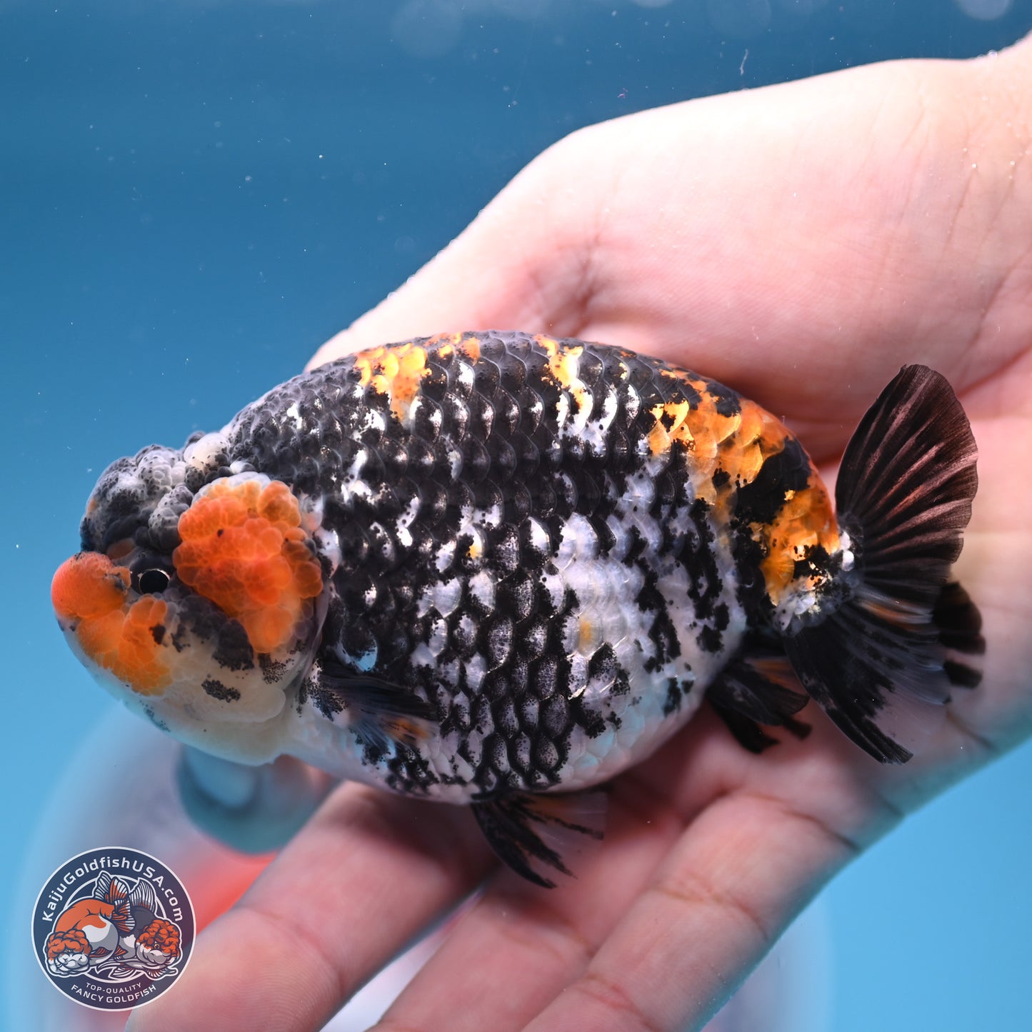 White Tiger Ranchu 3.75 inches Body - Male (241227_RC08) - Kaiju Goldfish USA