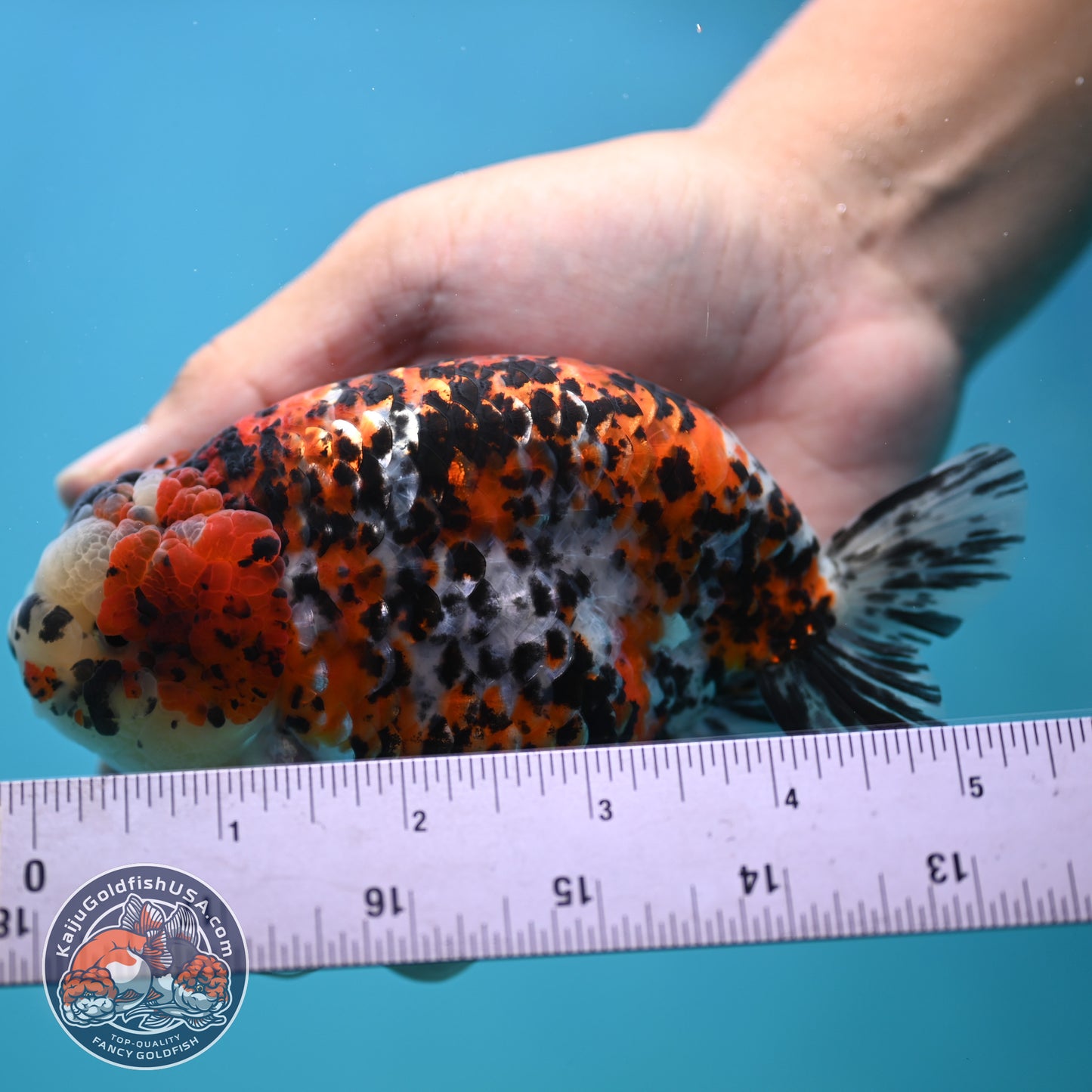Tricolor Ranchu 4.5 inches Body (250502_RC08)