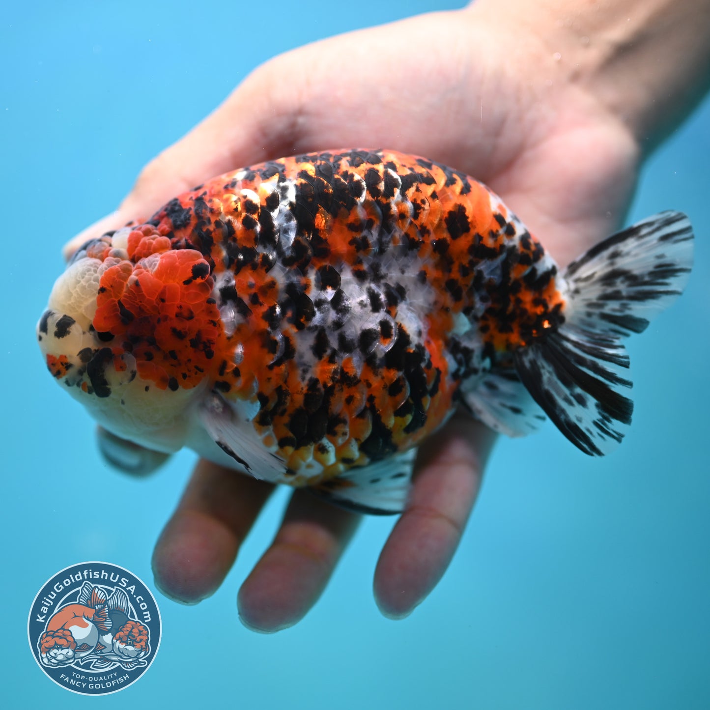 Tricolor Ranchu 4.5 inches Body (250502_RC08)