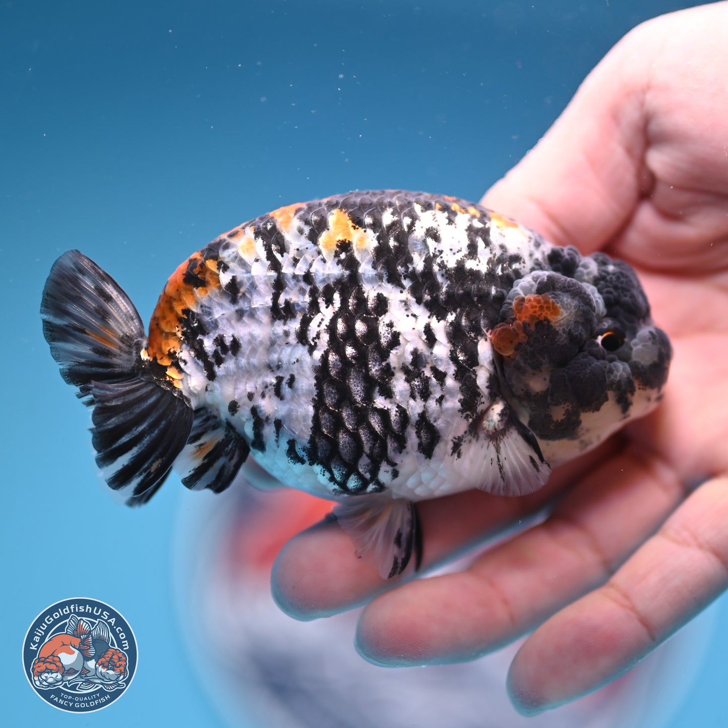 White Tiger Ranchu 3.75 inches Body - Male (241227_RC08) - Kaiju Goldfish USA