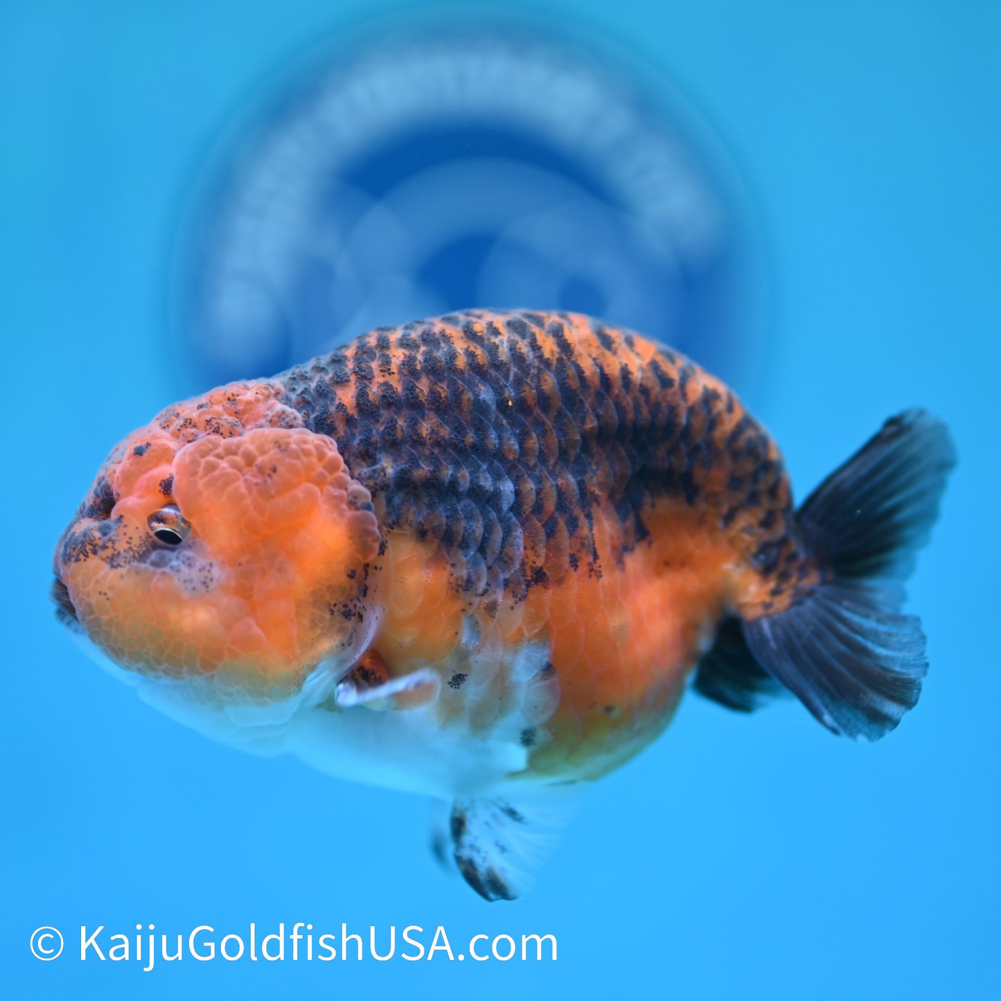 Red Based Kirin Ranchu 4 inches (240412_RC08) - Kaiju Goldfish USA