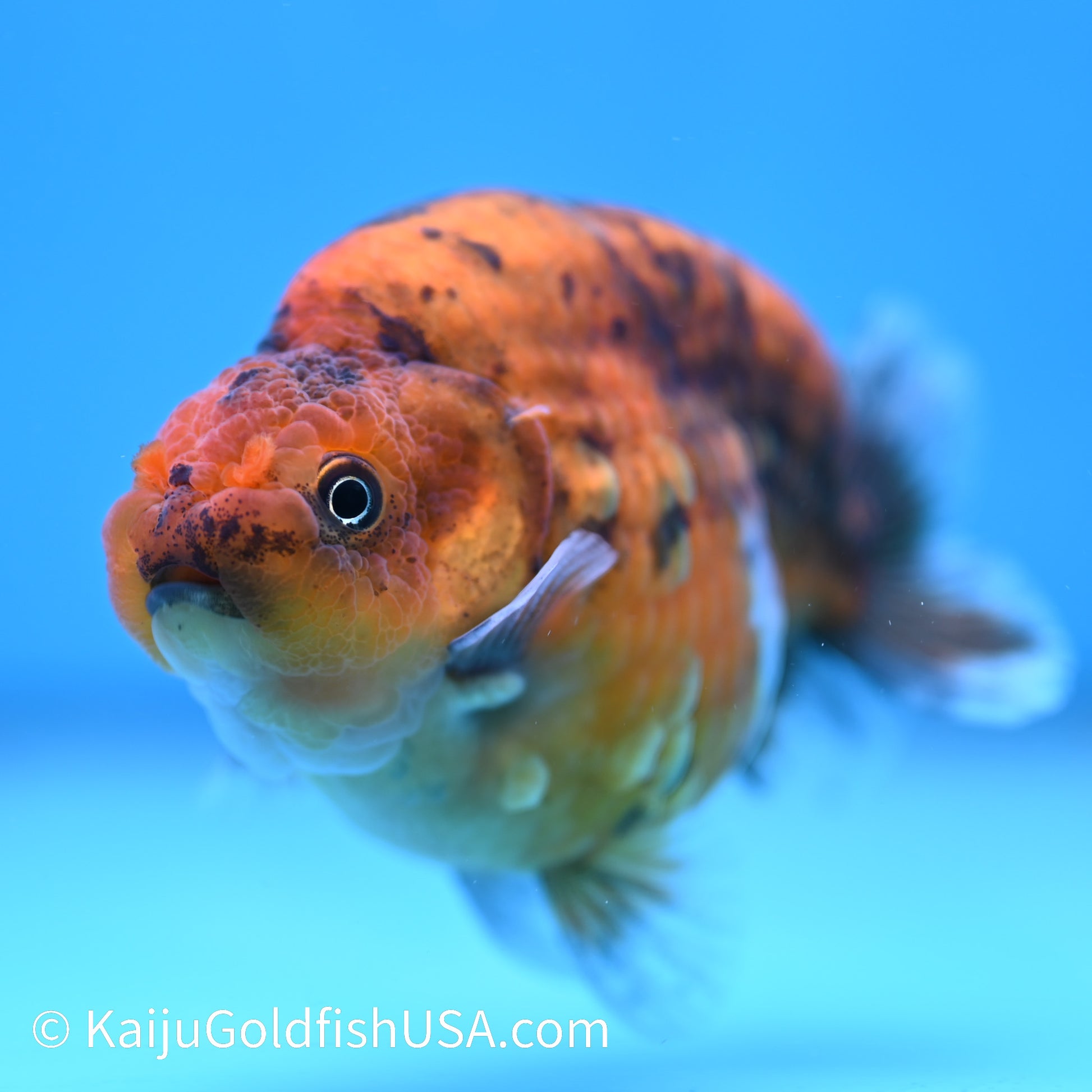 Tiger Ranchu 4 inches(240510_RC08) - Kaiju Goldfish USA