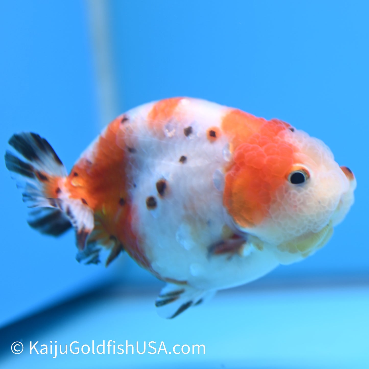 Tricolor Sakura Ranchu 3.5-4 inches (240301_RC08) - Kaiju Goldfish USA