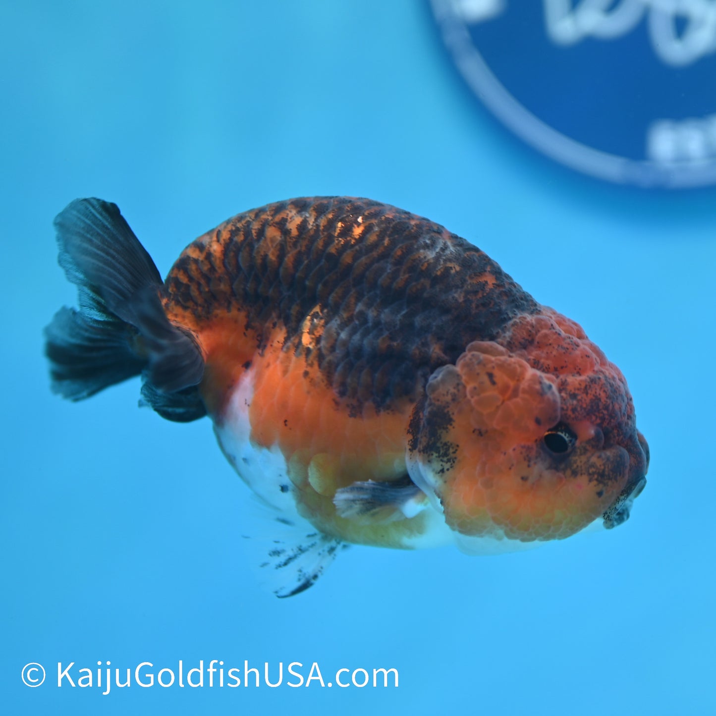 Red Based Kirin Ranchu 4 inches (240412_RC08) - Kaiju Goldfish USA