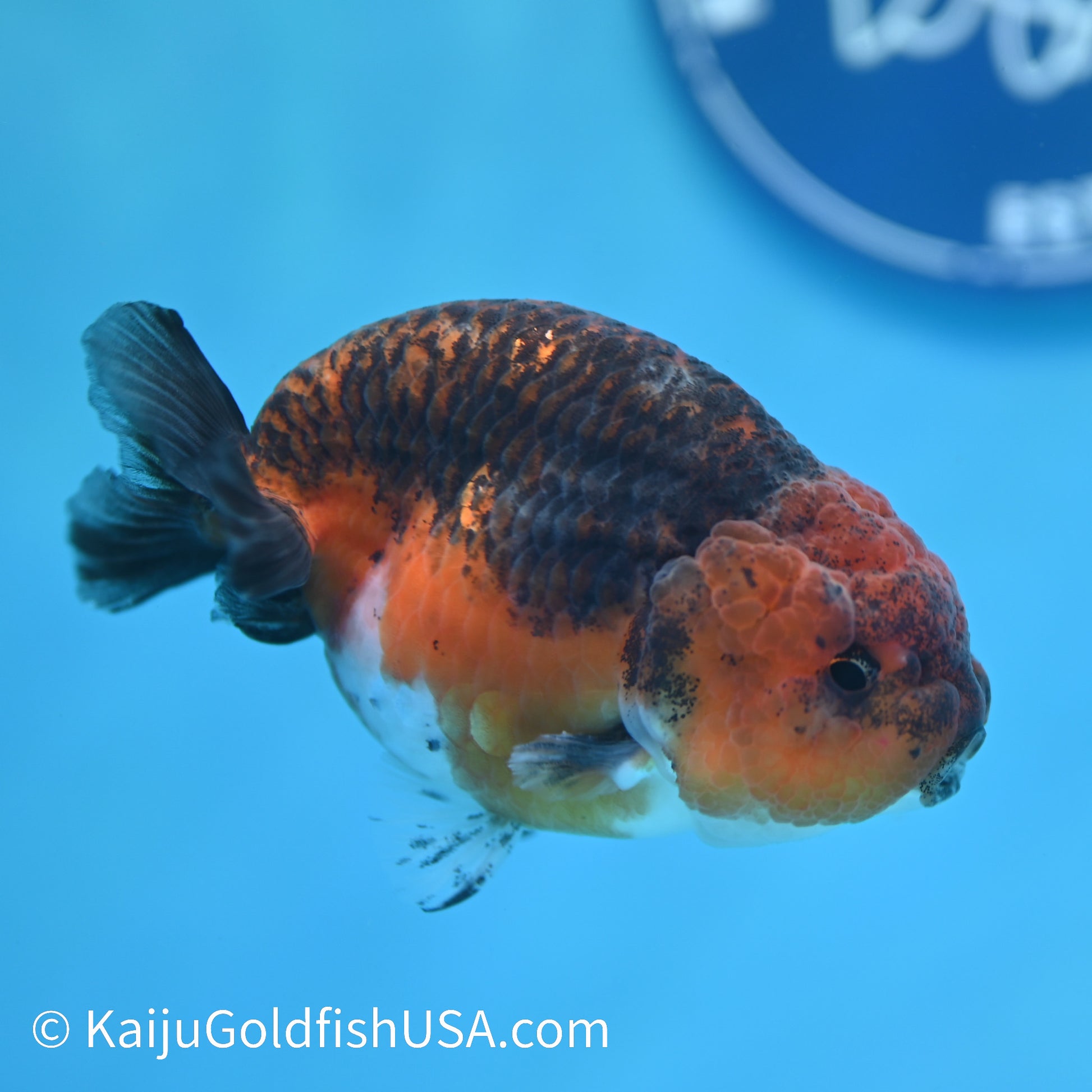 Red Based Kirin Ranchu 4 inches (240412_RC08) - Kaiju Goldfish USA