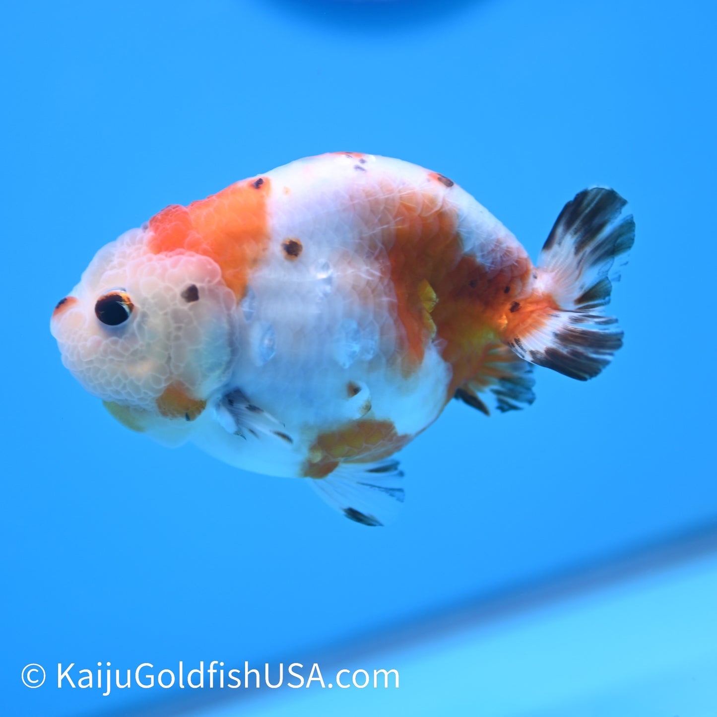 Tricolor Sakura Ranchu 3.5-4 inches (240301_RC08) - Kaiju Goldfish USA