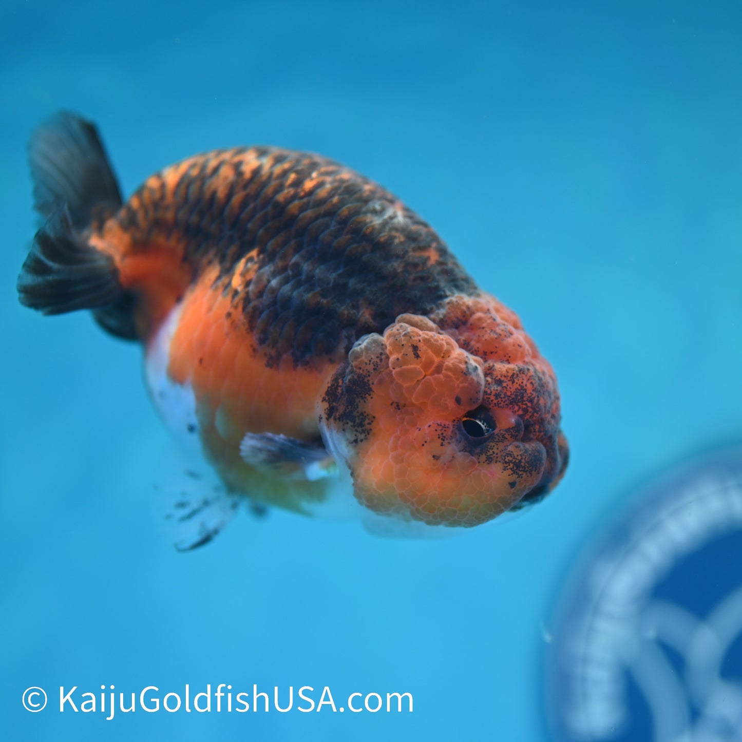 Red Based Kirin Ranchu 4 inches (240412_RC08) - Kaiju Goldfish USA