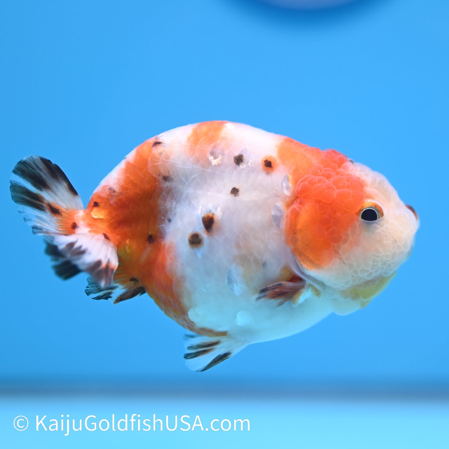 Tricolor Sakura Ranchu 3.5-4 inches (240301_RC08) - Kaiju Goldfish USA