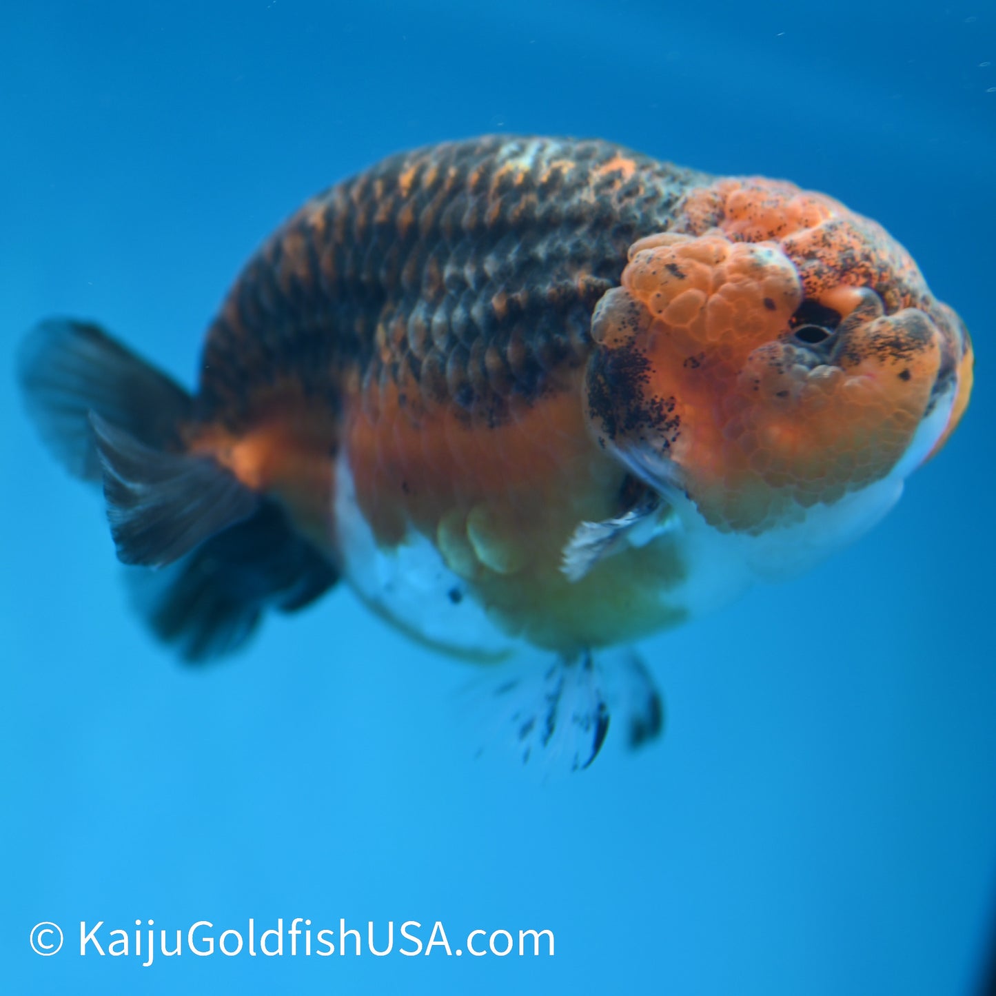 Red Based Kirin Ranchu 4 inches (240412_RC08) - Kaiju Goldfish USA