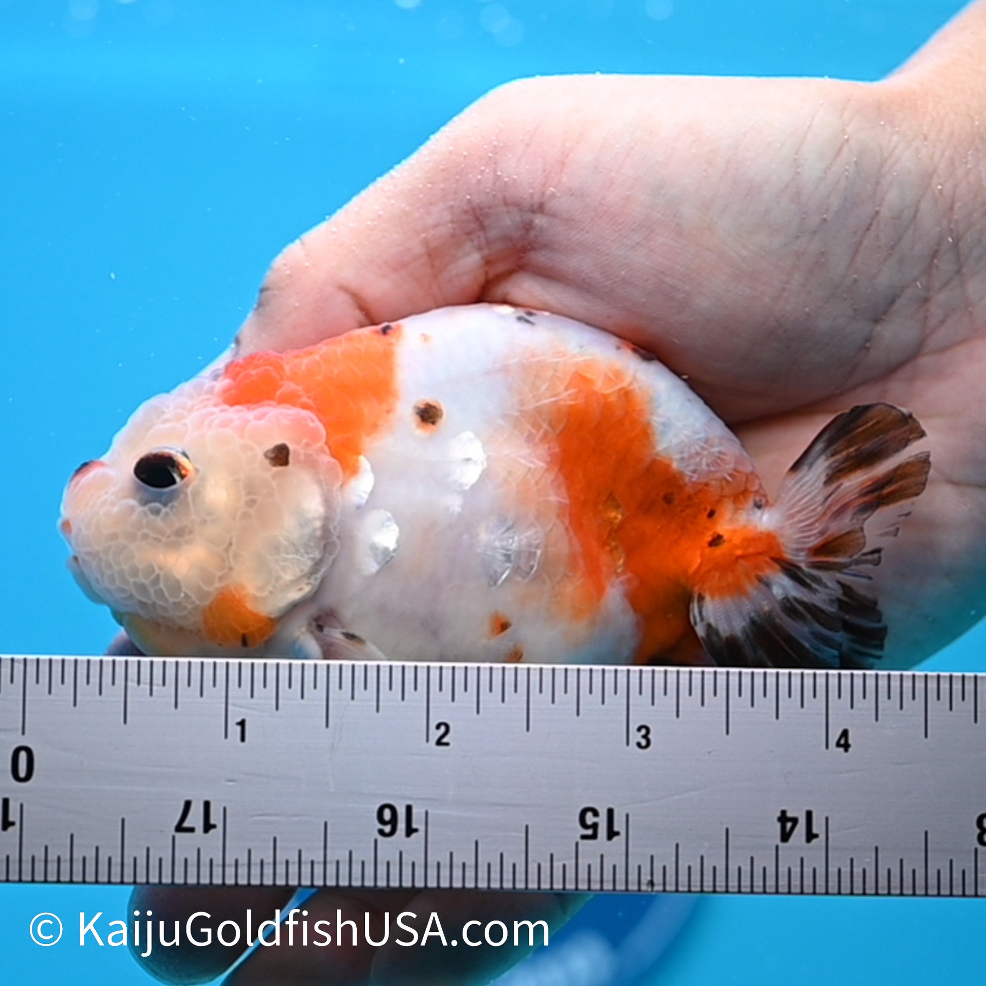 Tricolor Sakura Ranchu 3.5-4 inches (240301_RC08) - Kaiju Goldfish USA