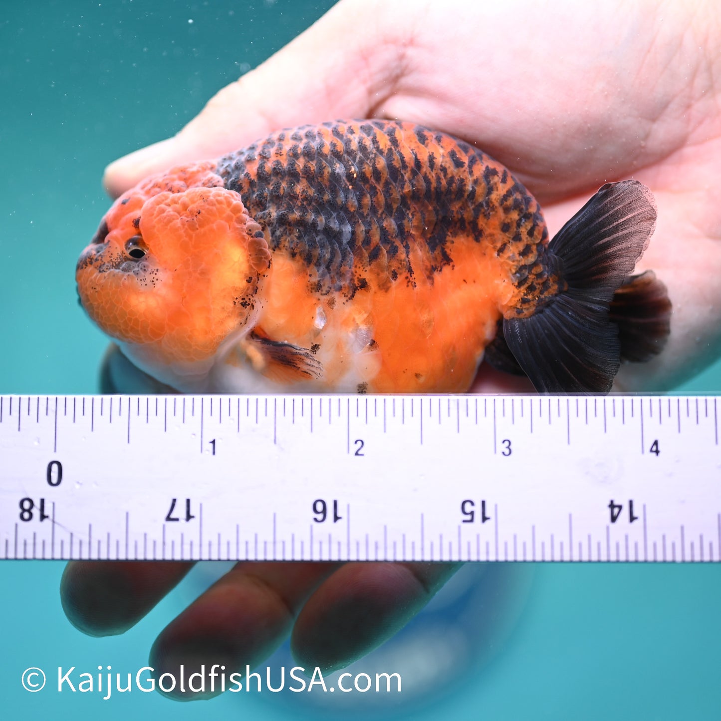 Red Based Kirin Ranchu 4 inches (240412_RC08) - Kaiju Goldfish USA