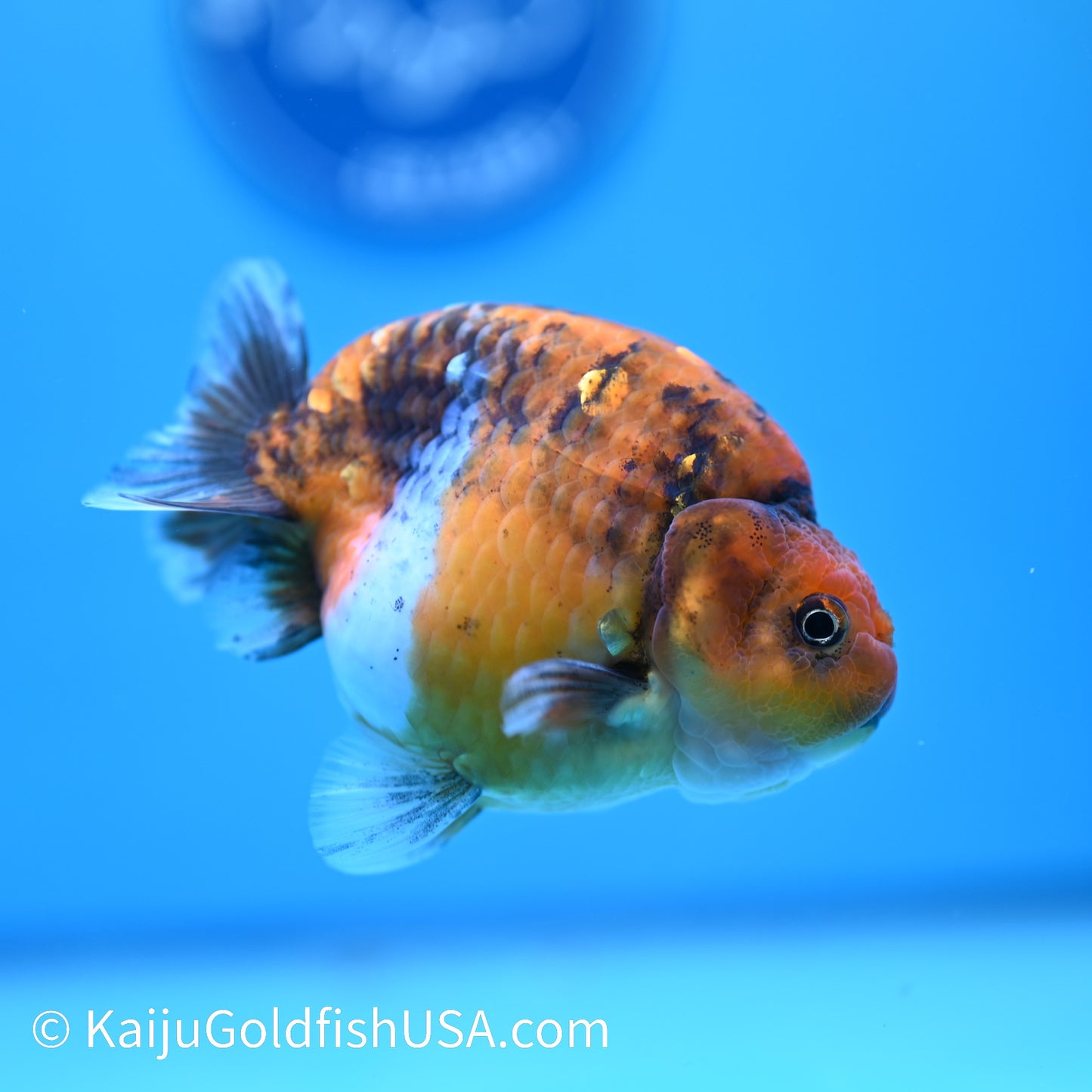 Tiger Ranchu 4 inches(240510_RC08) - Kaiju Goldfish USA