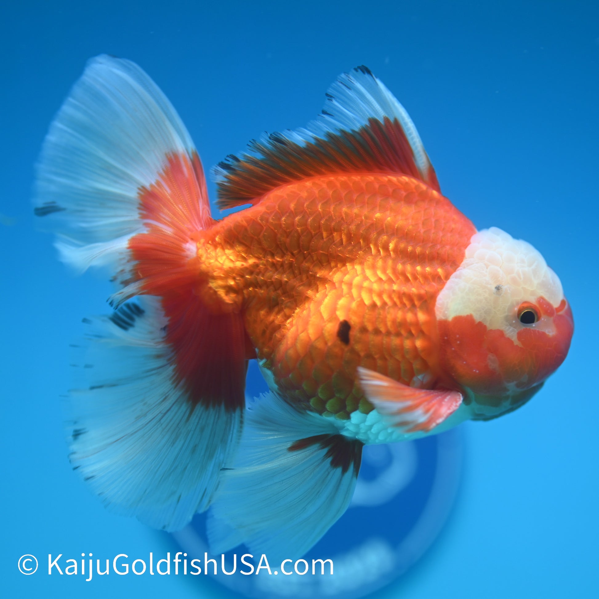 Jade Top Rose Tail Red White Oranda 4.5-5 inches (240322_OR9) - Kaiju Goldfish USA