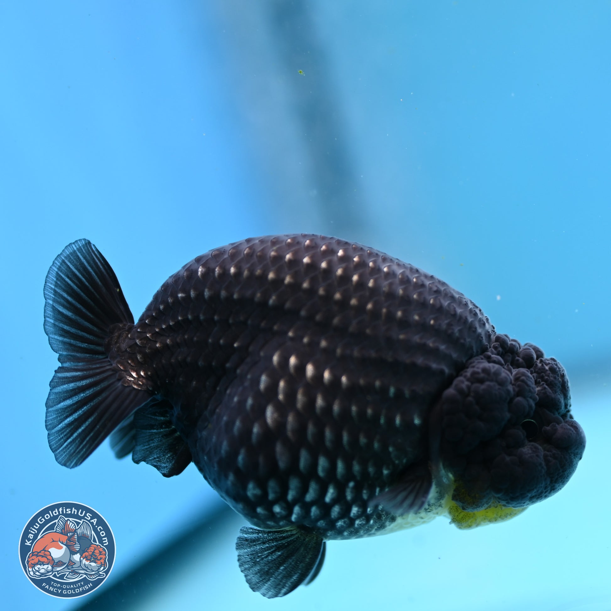 Platinum Ranchu 3.5in Body (240823_OR09) - Kaiju Goldfish USA