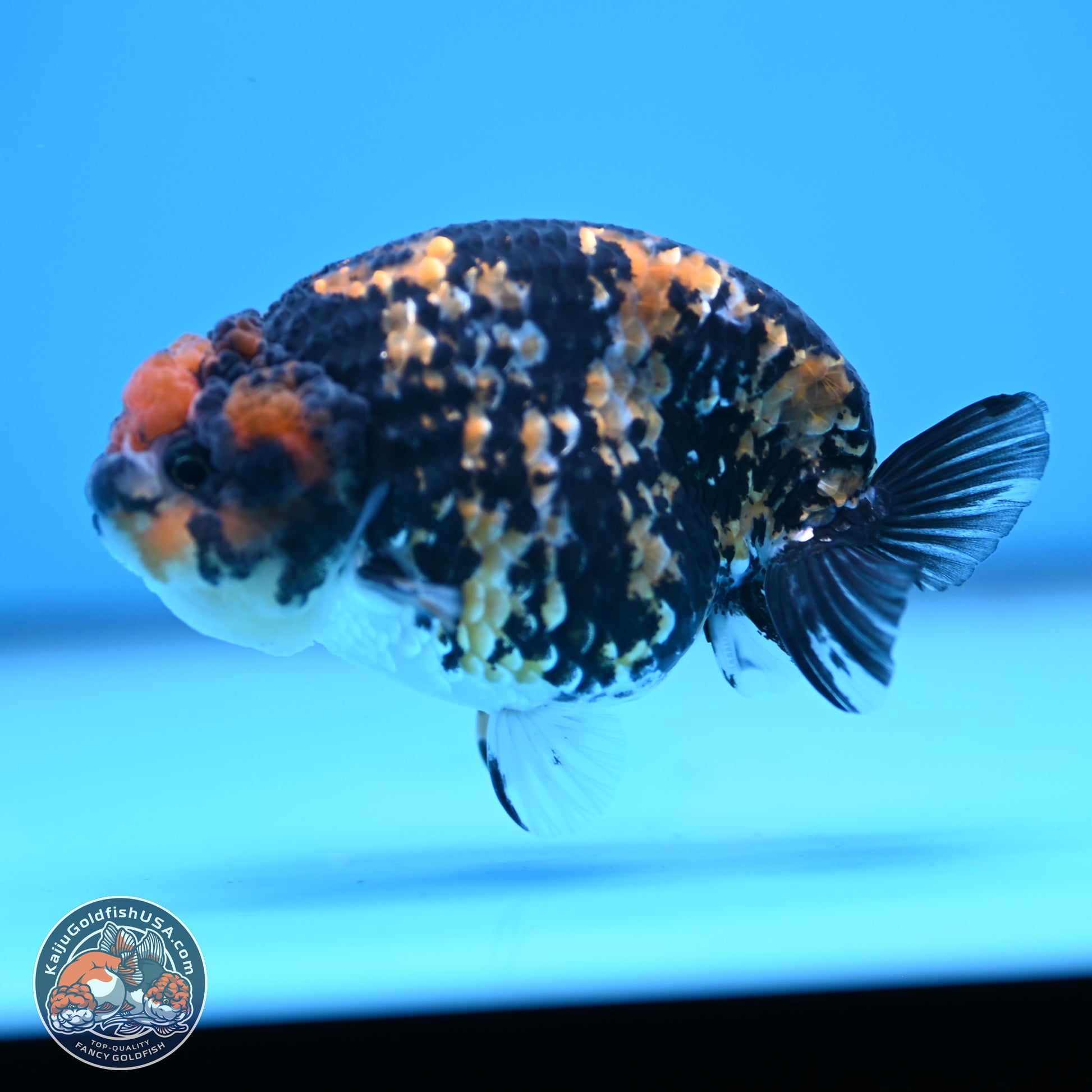 Tricolor Tiger Ranchu 3.25in Body (240809_RC09) - Kaiju Goldfish USA