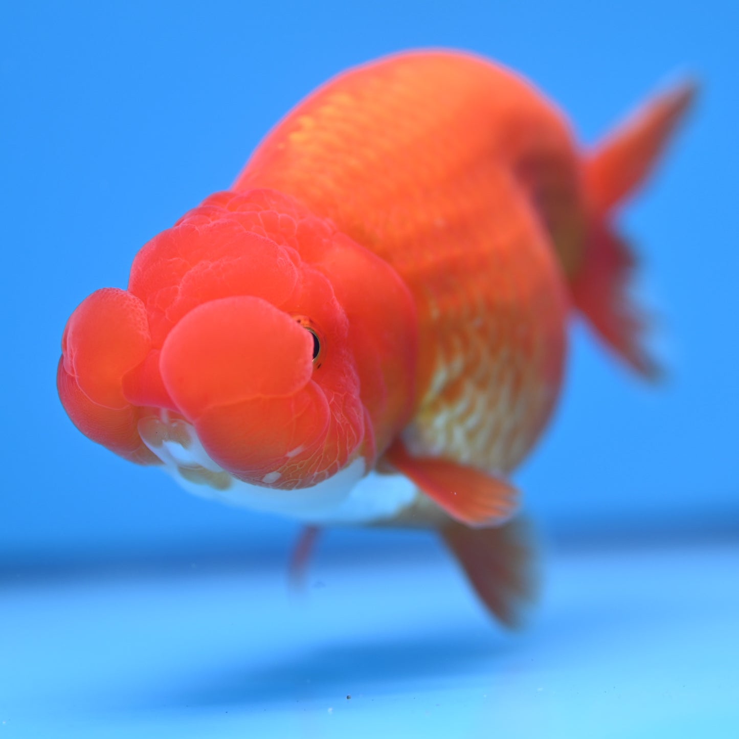 Red White Buffalo Ranchu 4-5 in (241011_RC09) - Kaiju Goldfish USA