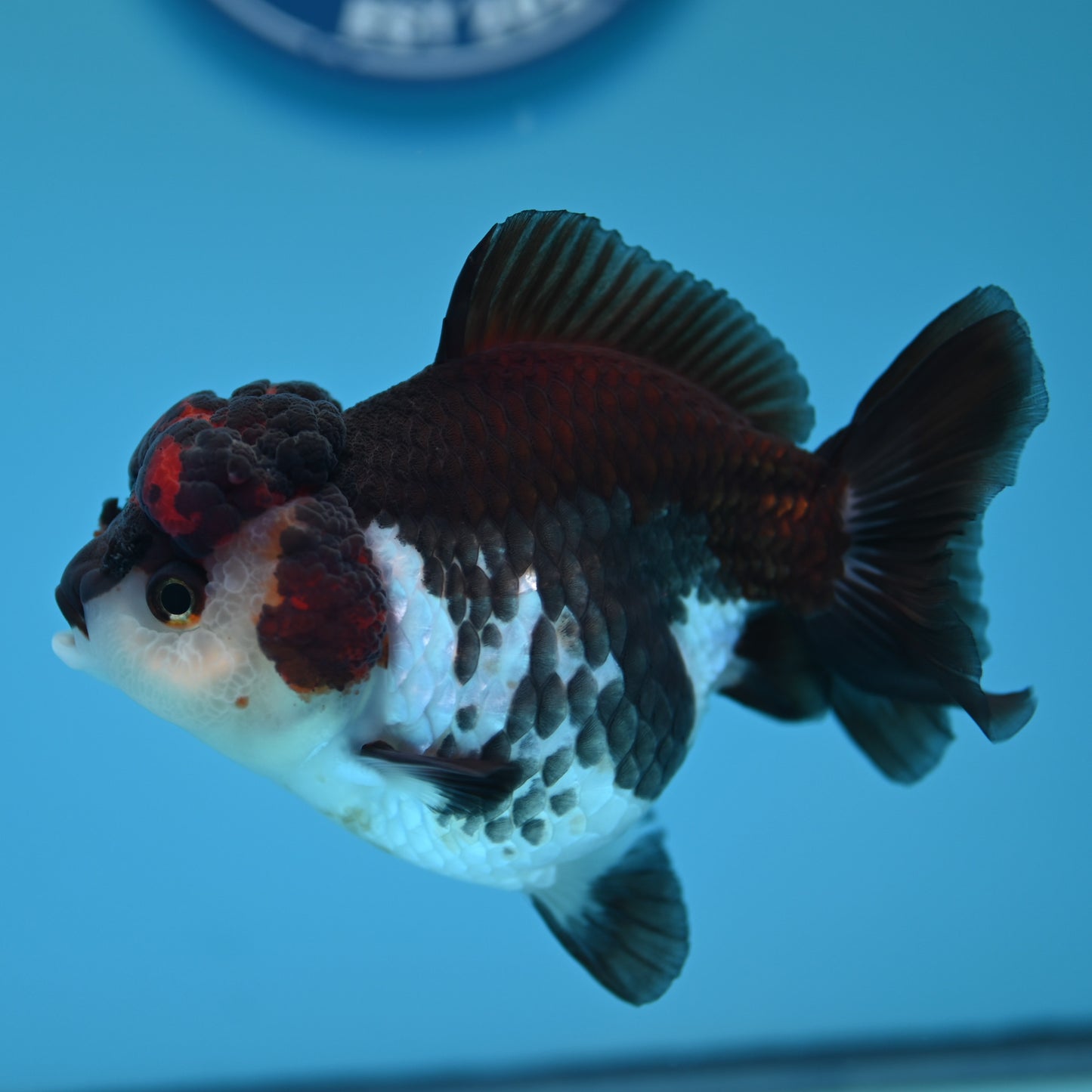 Tricolor YuanBao Oranda 3.5in body (240607_OR09) - Kaiju Goldfish USA