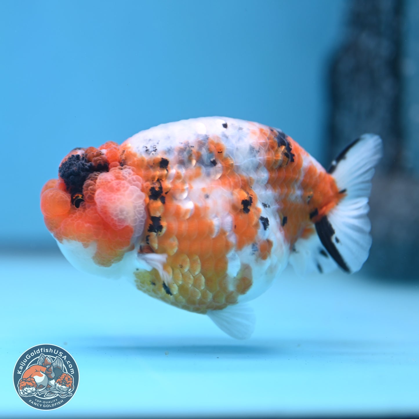 Tricolor Sakura Ranchu 3.75 inches Body - Female (241227_RC09) - Kaiju Goldfish USA