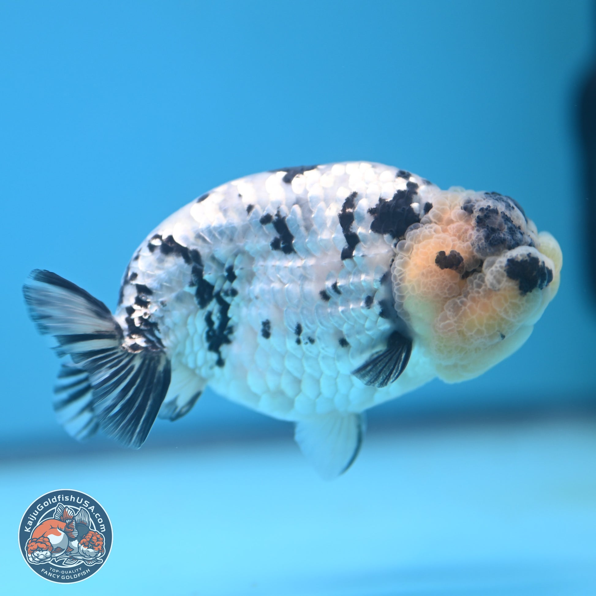 White Tiger Ranchu 4 inches (241025_RC09) - Kaiju Goldfish USA