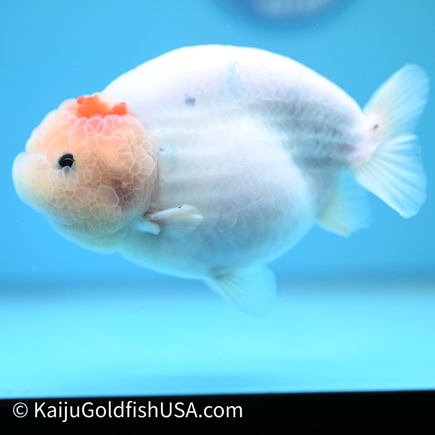 Water Ink Sakura Ranchu 5.5 inches(240510_RC09) - Kaiju Goldfish USA