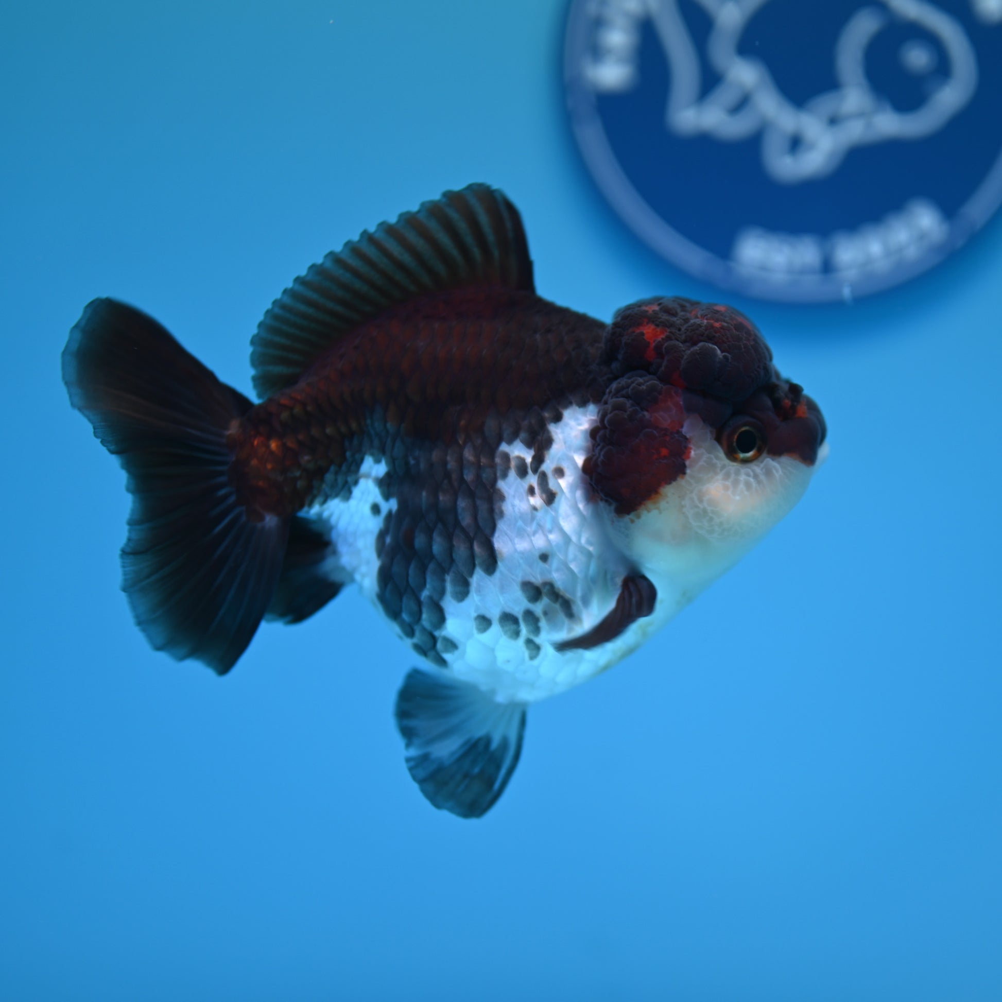 Tricolor YuanBao Oranda 3.5in body (240607_OR09) - Kaiju Goldfish USA