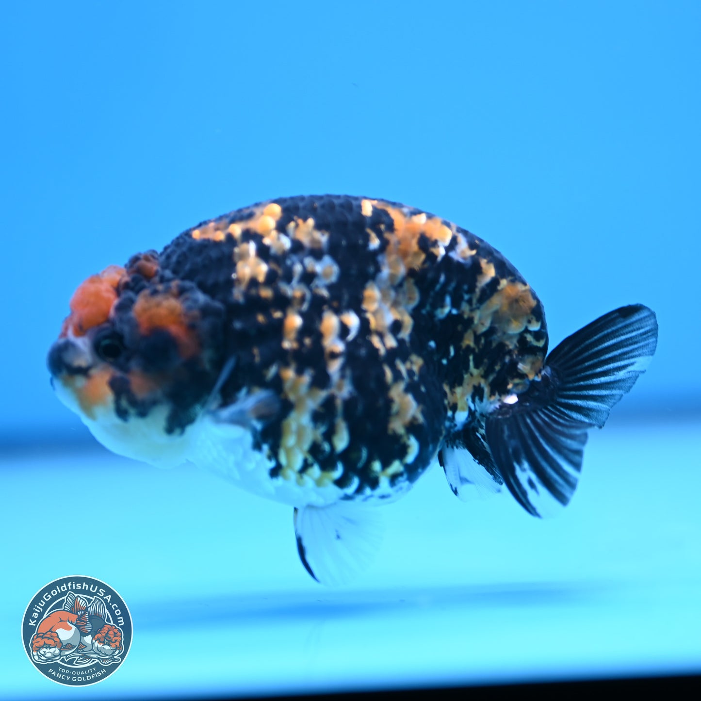 Tricolor Tiger Ranchu 3.25in Body (240809_RC09) - Kaiju Goldfish USA