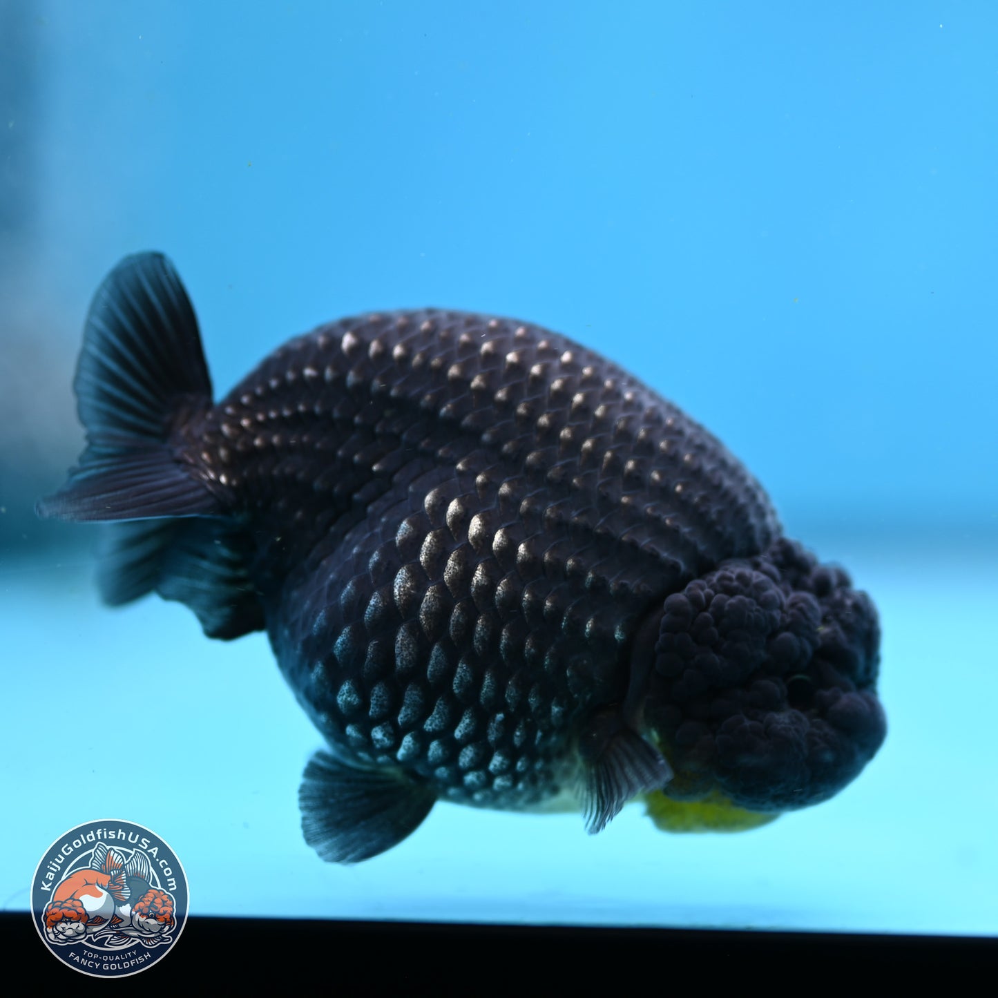 Platinum Ranchu 3.5in Body (240823_OR09) - Kaiju Goldfish USA