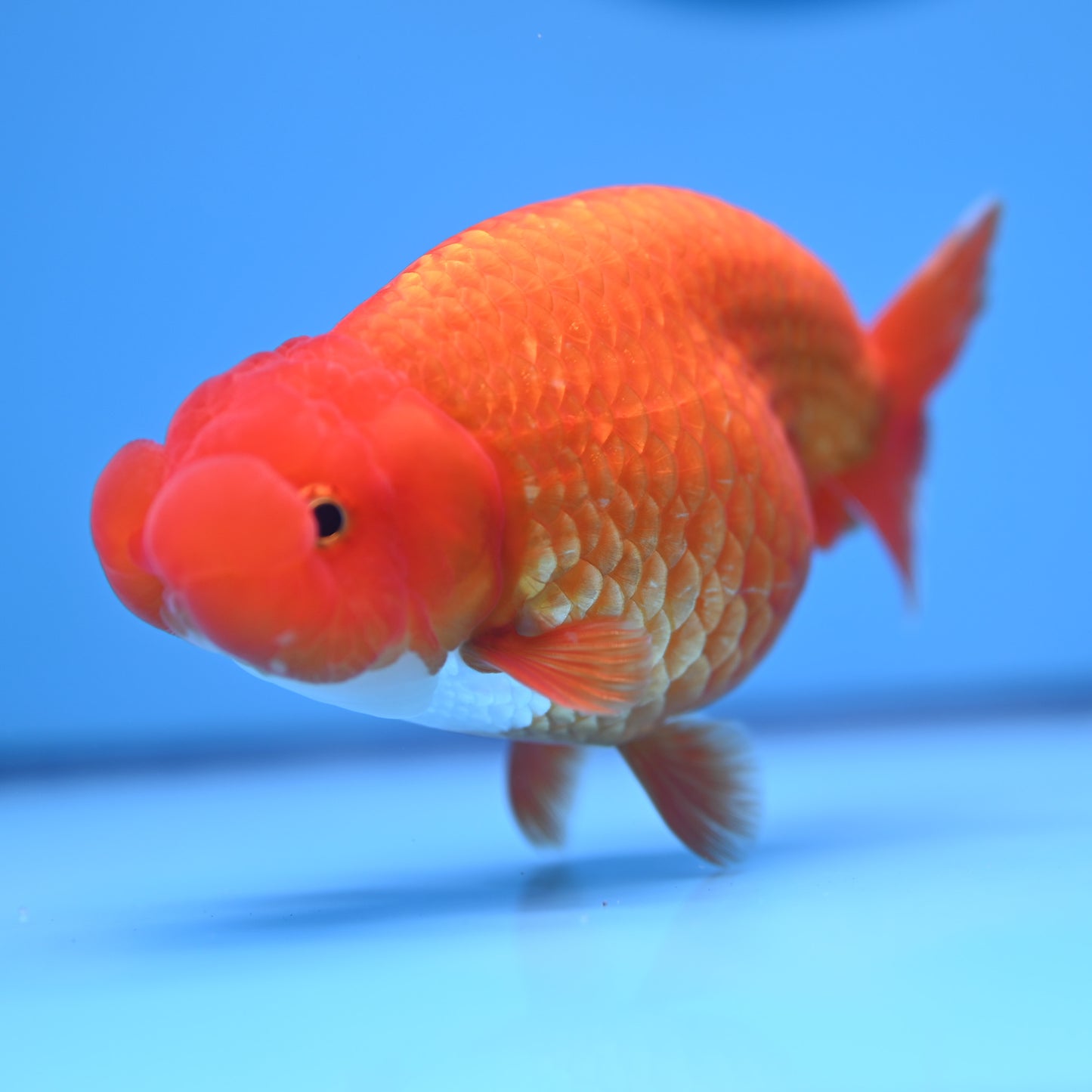 Red White Buffalo Ranchu 4-5 in (241011_RC09) - Kaiju Goldfish USA