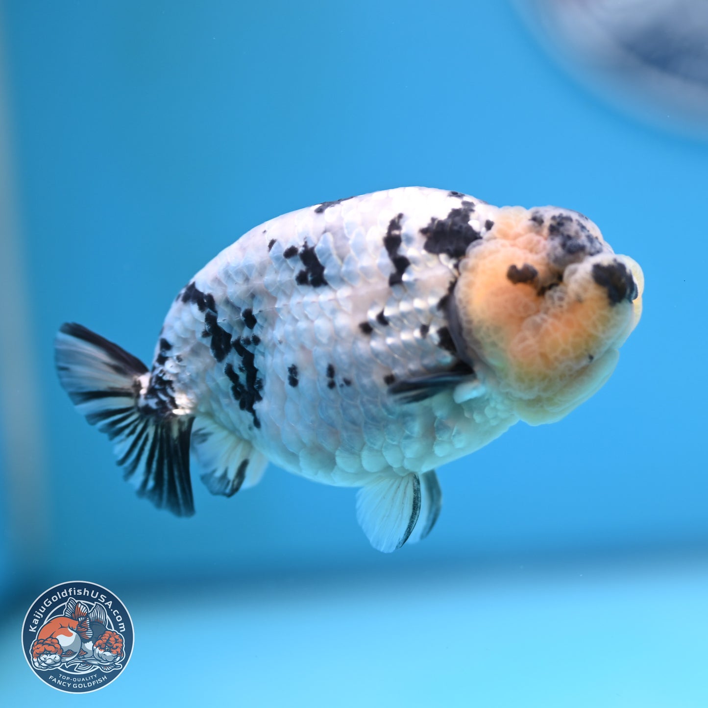 White Tiger Ranchu 4 inches (241025_RC09) - Kaiju Goldfish USA