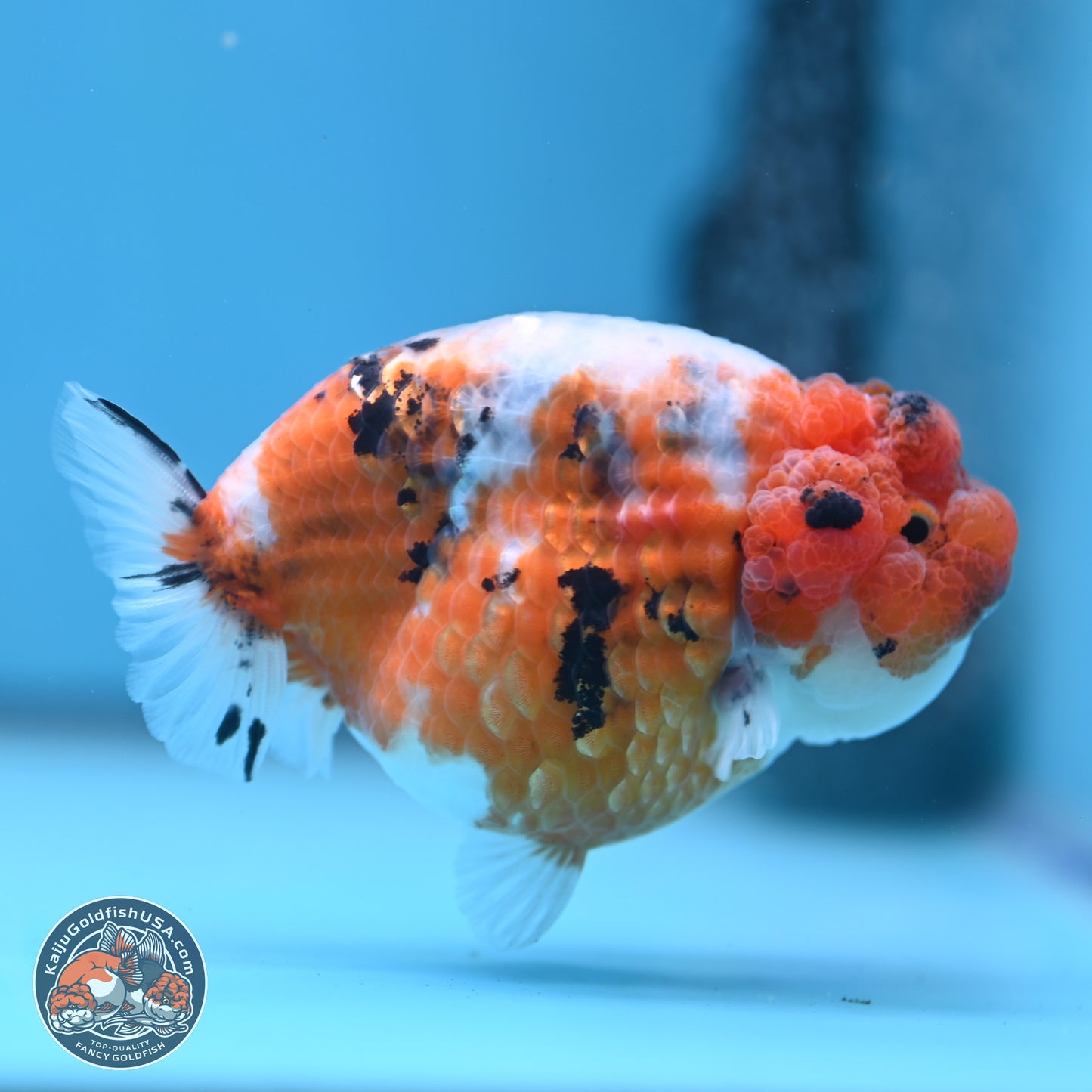 Tricolor Sakura Ranchu 3.75 inches Body - Female (241227_RC09) - Kaiju Goldfish USA