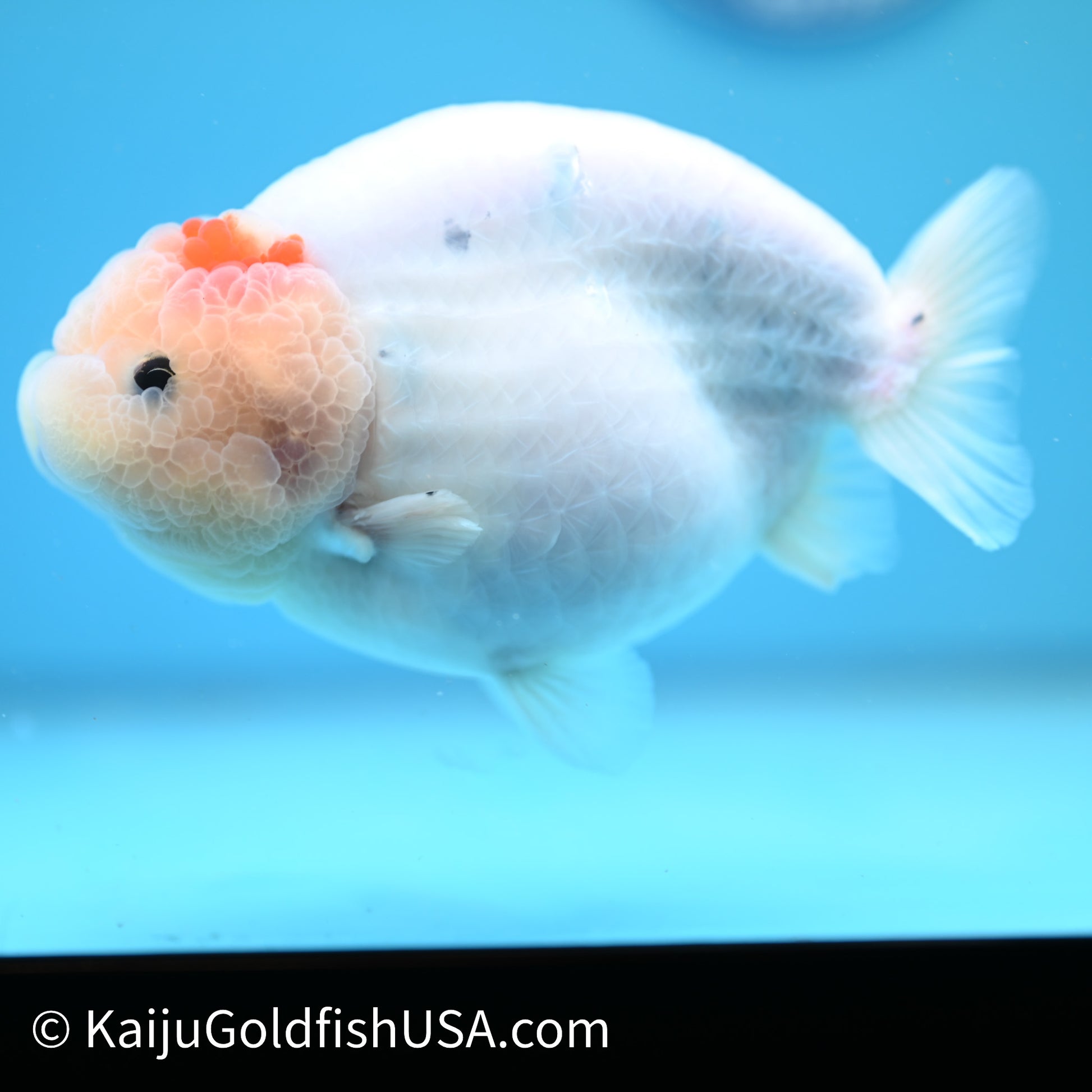 Water Ink Sakura Ranchu 5.5 inches(240510_RC09) - Kaiju Goldfish USA