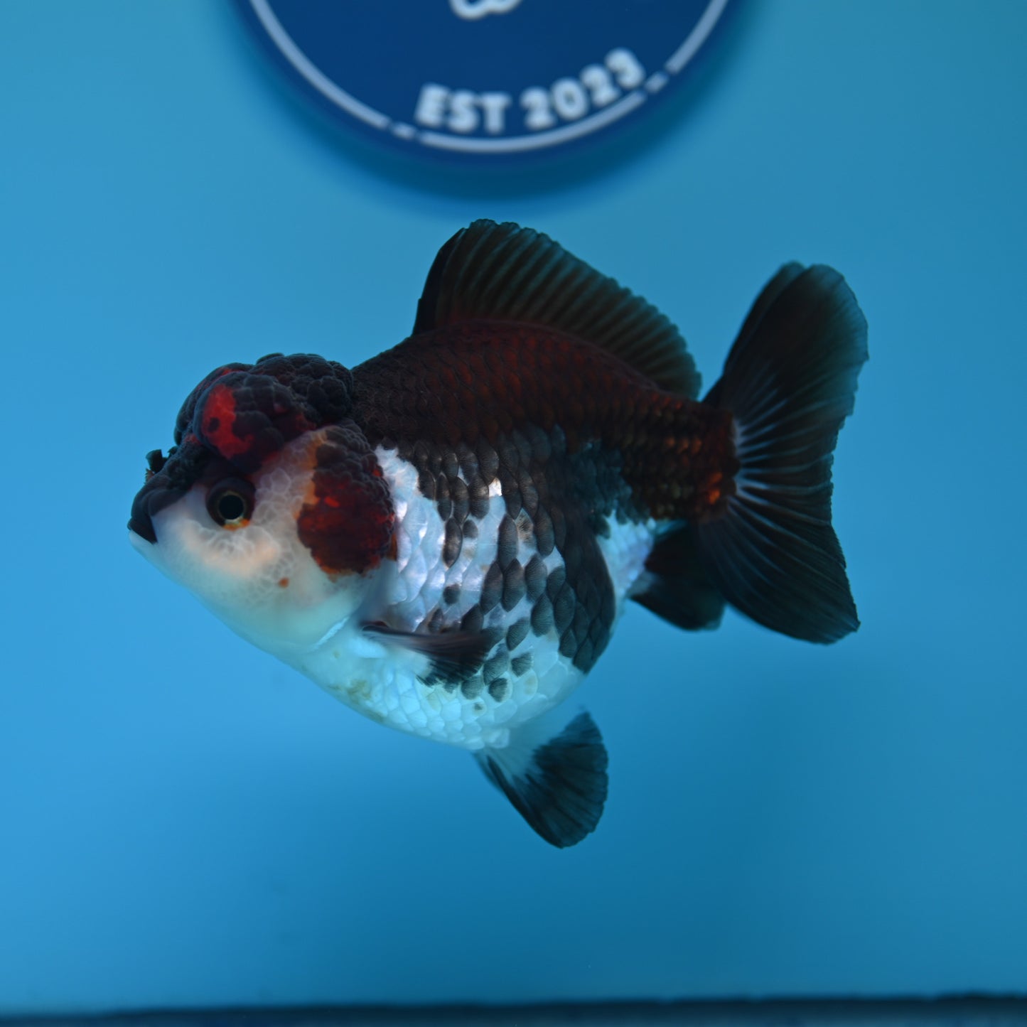 Tricolor YuanBao Oranda 3.5in body (240607_OR09) - Kaiju Goldfish USA