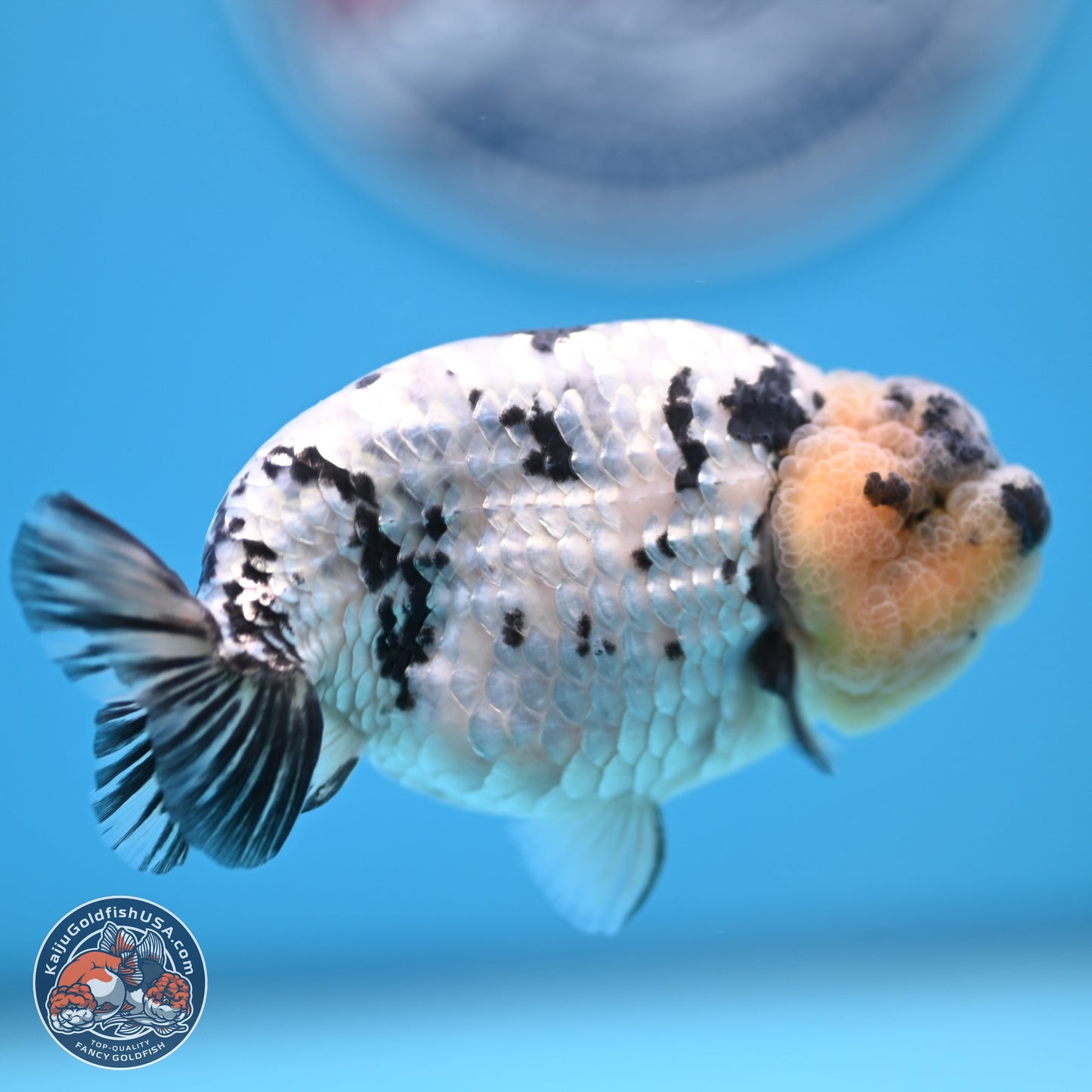 White Tiger Ranchu 4 inches (241025_RC09) - Kaiju Goldfish USA