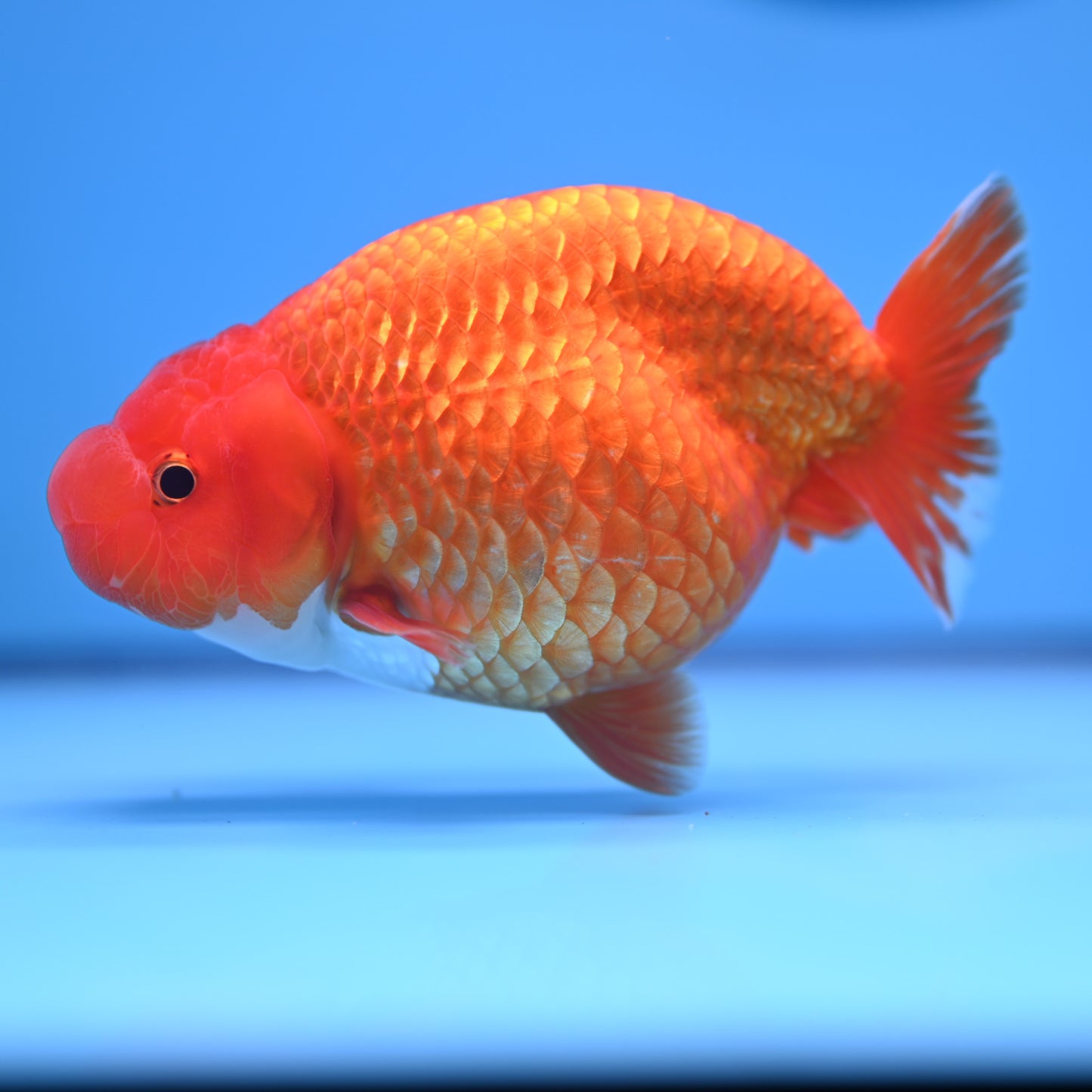 Red White Buffalo Ranchu 4-5 in (241011_RC09) - Kaiju Goldfish USA