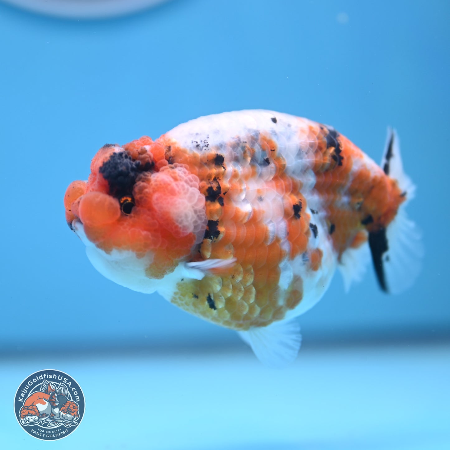 Tricolor Sakura Ranchu 3.75 inches Body - Female (241227_RC09) - Kaiju Goldfish USA