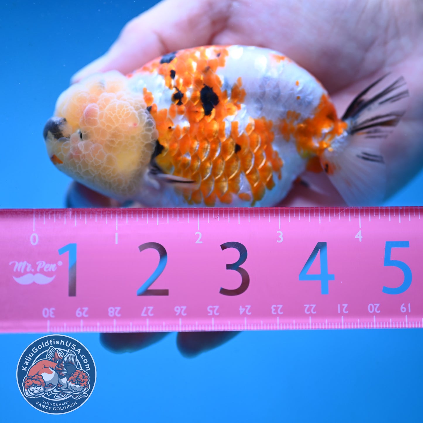 Tricolor Ranchu 3.75 inch Body (251003_RC09)